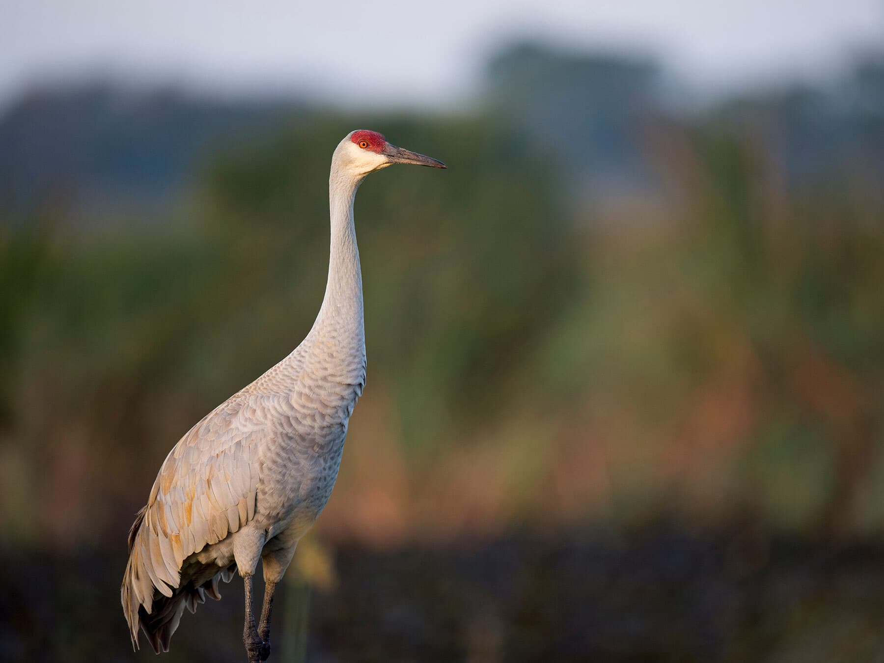 Do Sandhill Cranes Migrate?