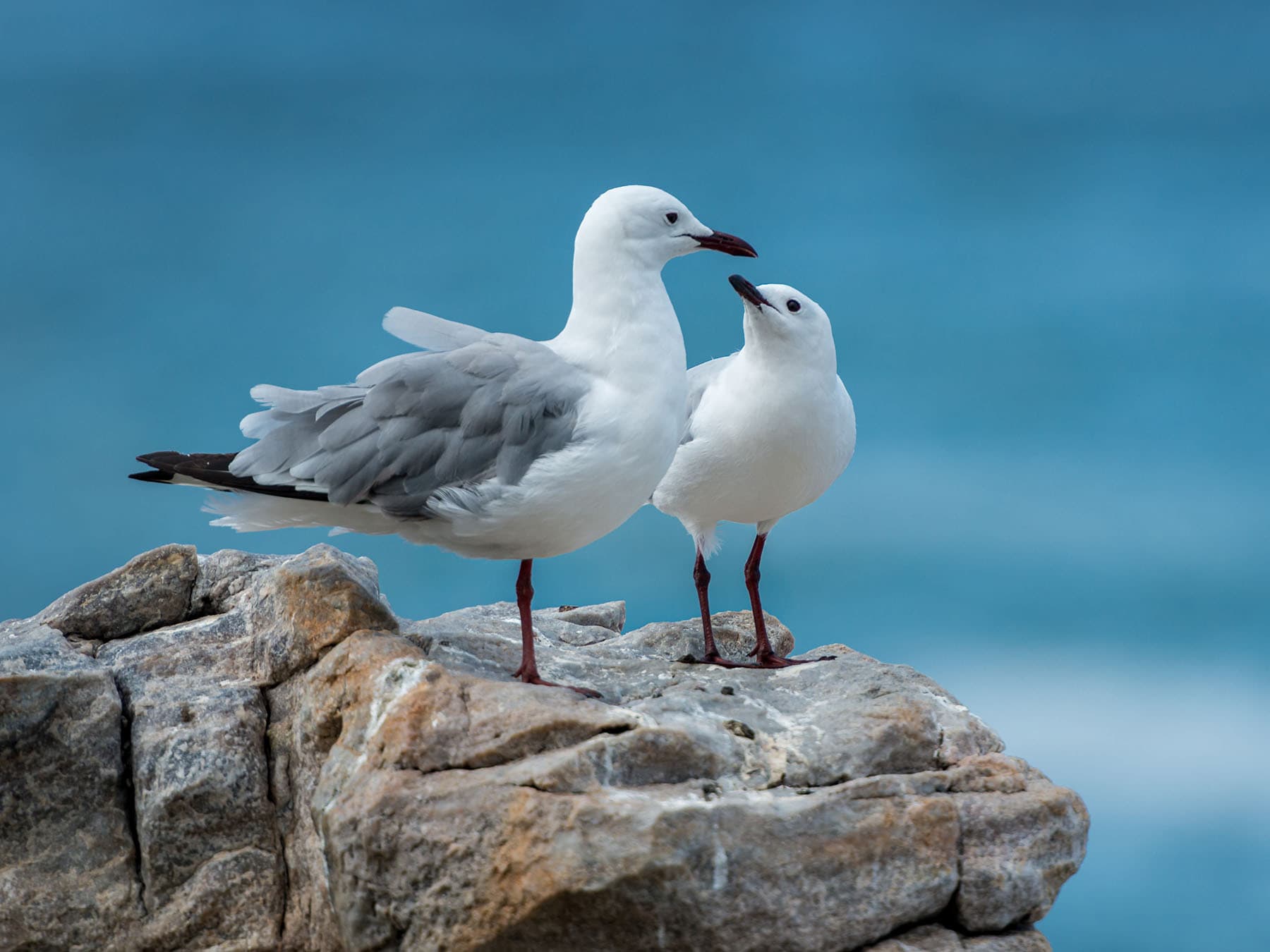 Do Seagulls Mate For Life? Here's The Full Story