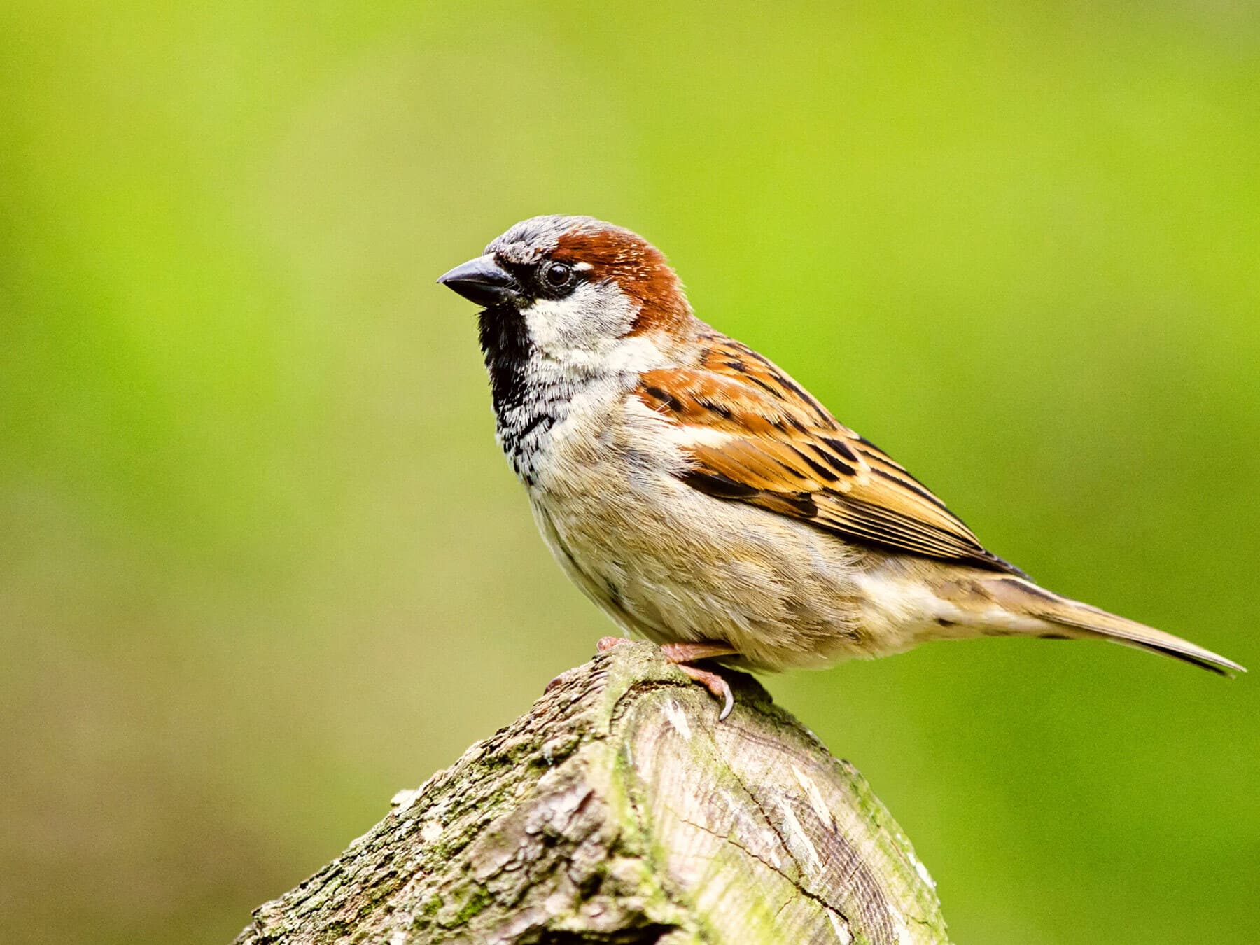 Do Sparrows Migrate?