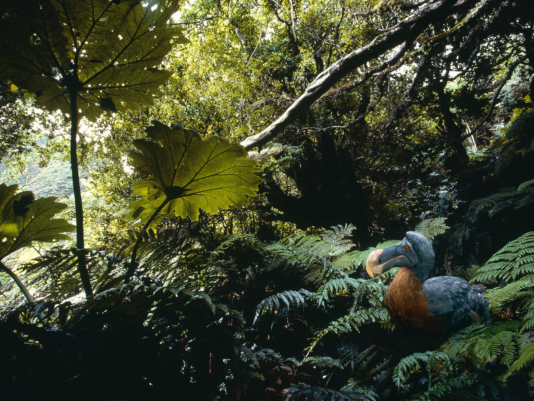 A reconstruction of a Dodo in its natural habitat