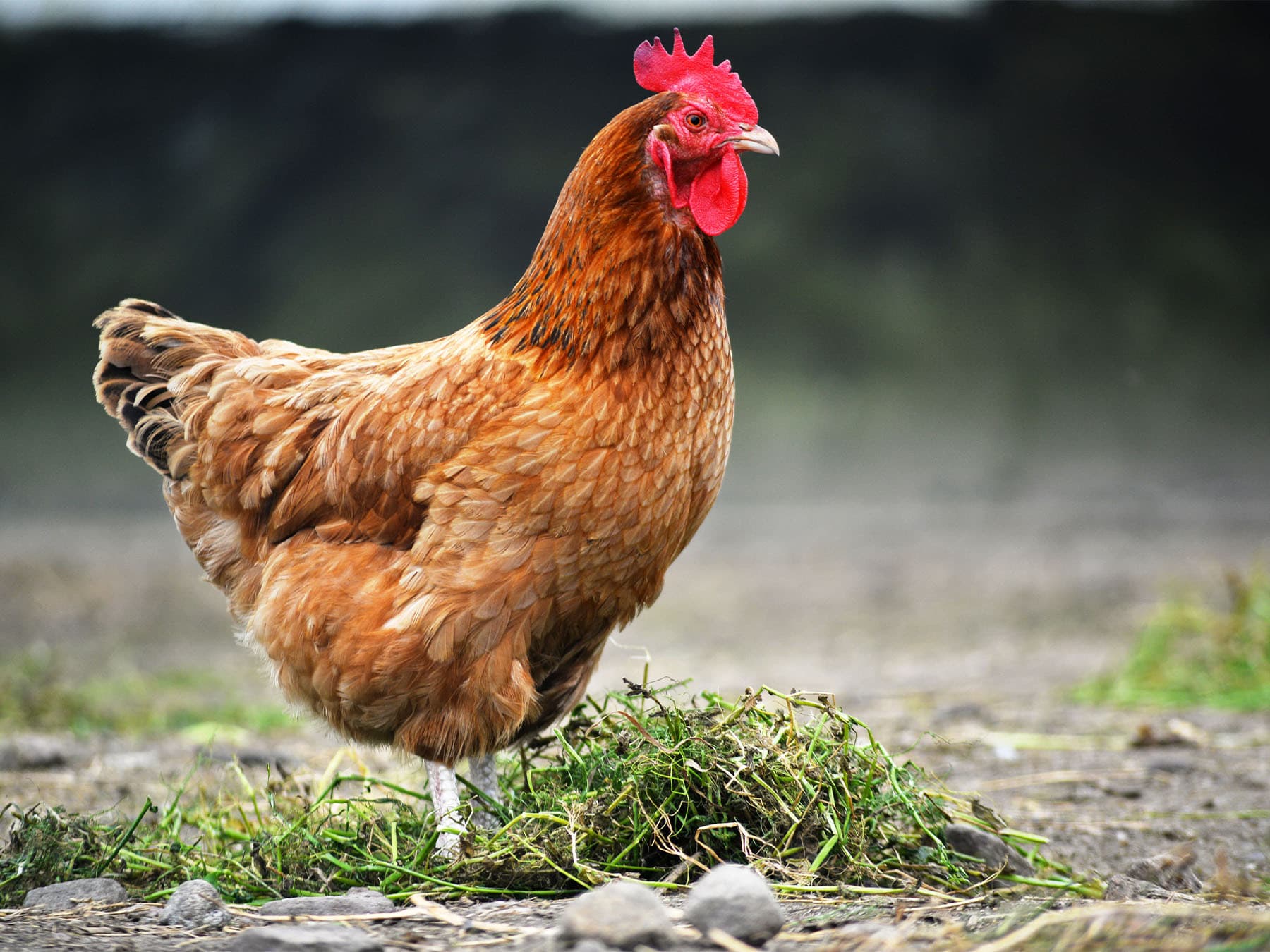 Domestic chicken in grassland