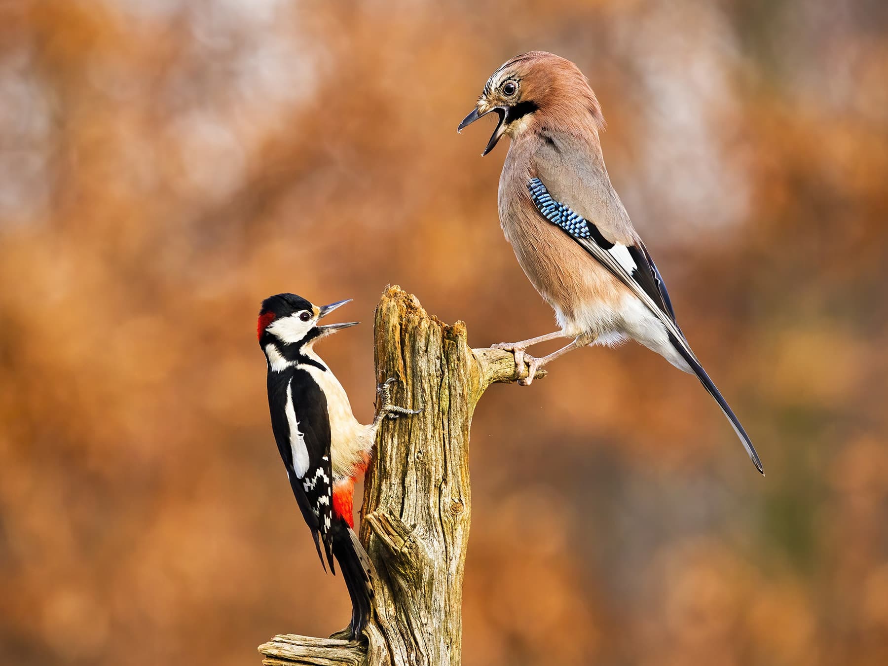 Dominance Hierarchies