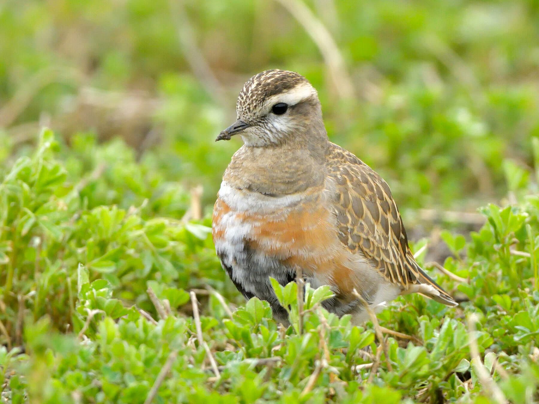 Adult Male Dotterel (breeding plumage)