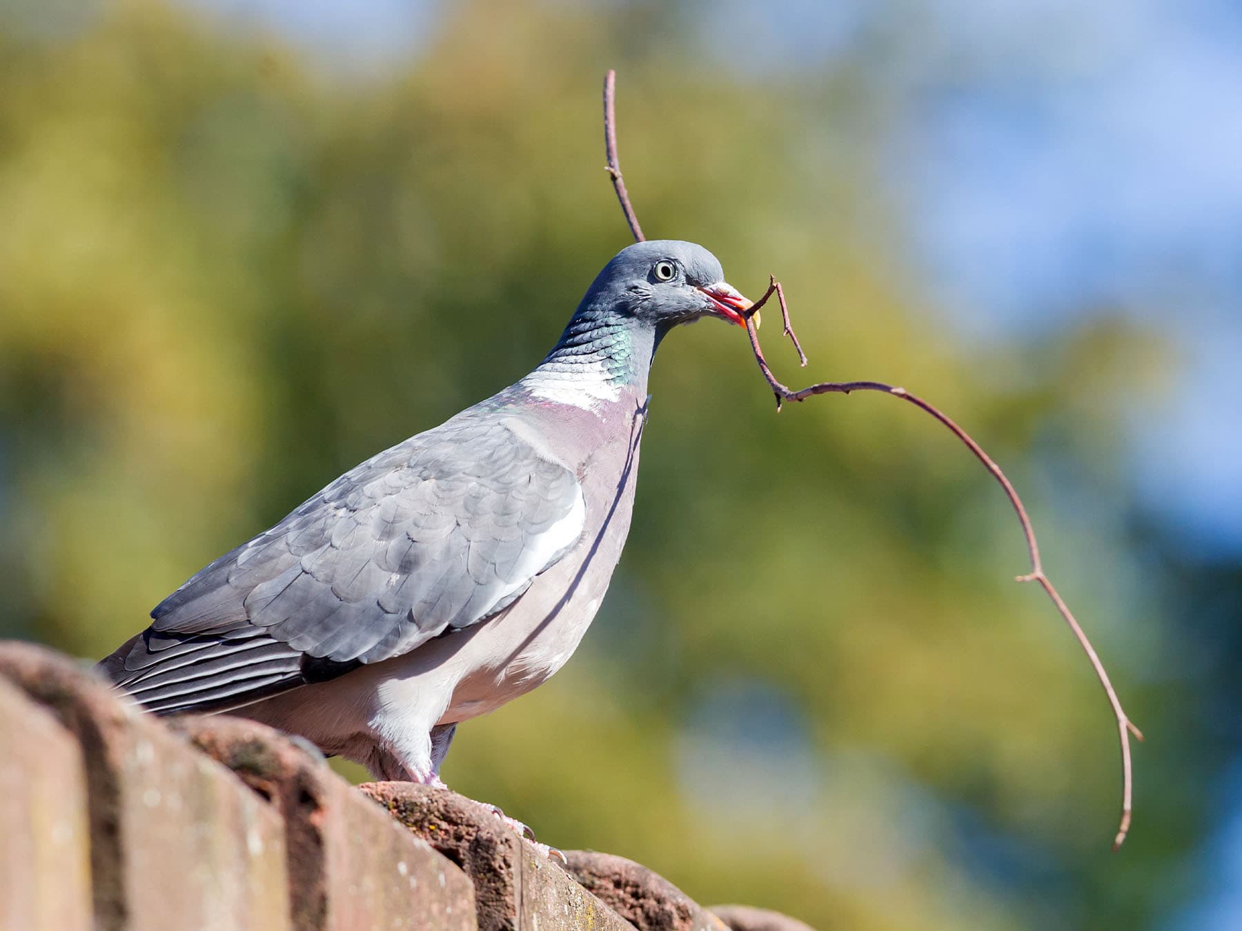 Dove with twig for nest building