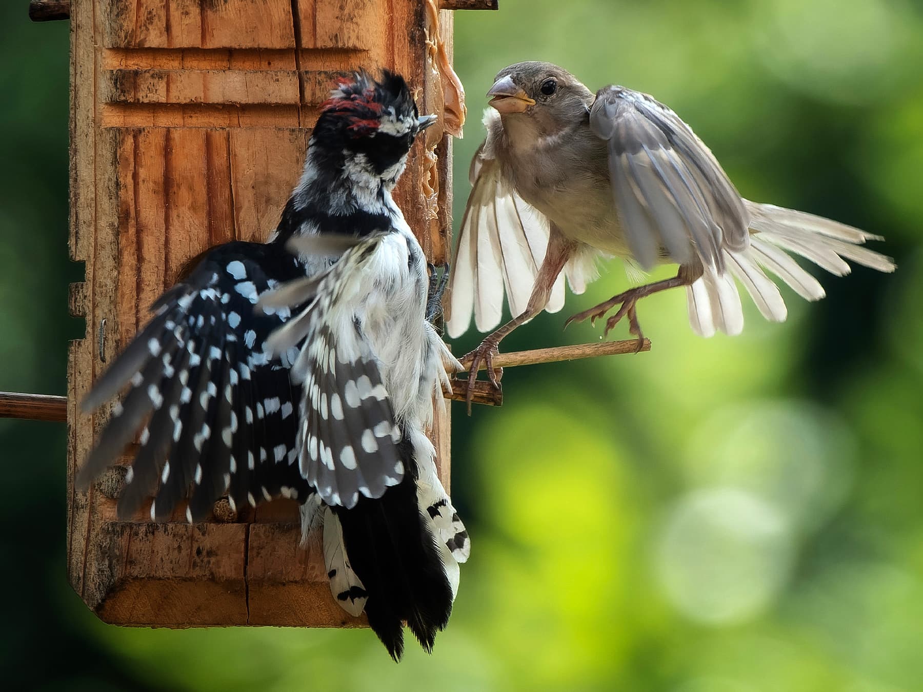 Downy woodpecker and mockingbird in conflict at bird feeder