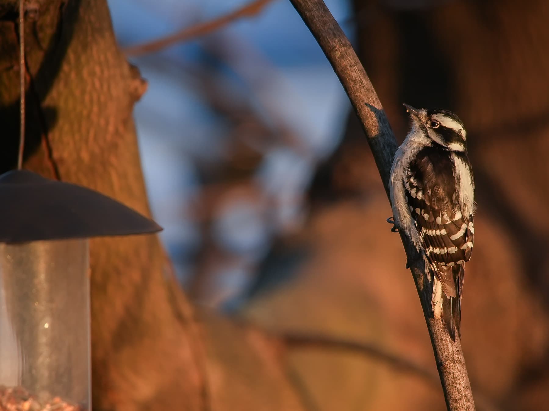 Downy woodpecker in garden