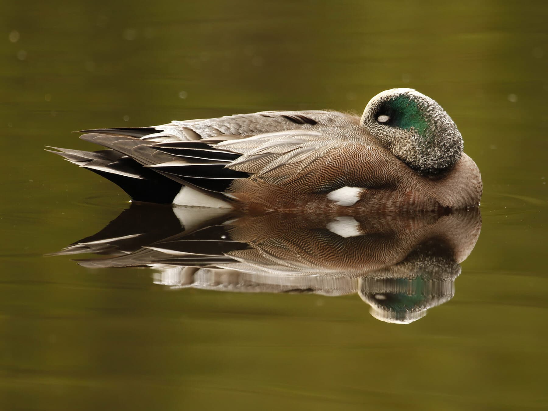 Duck sleeping on water