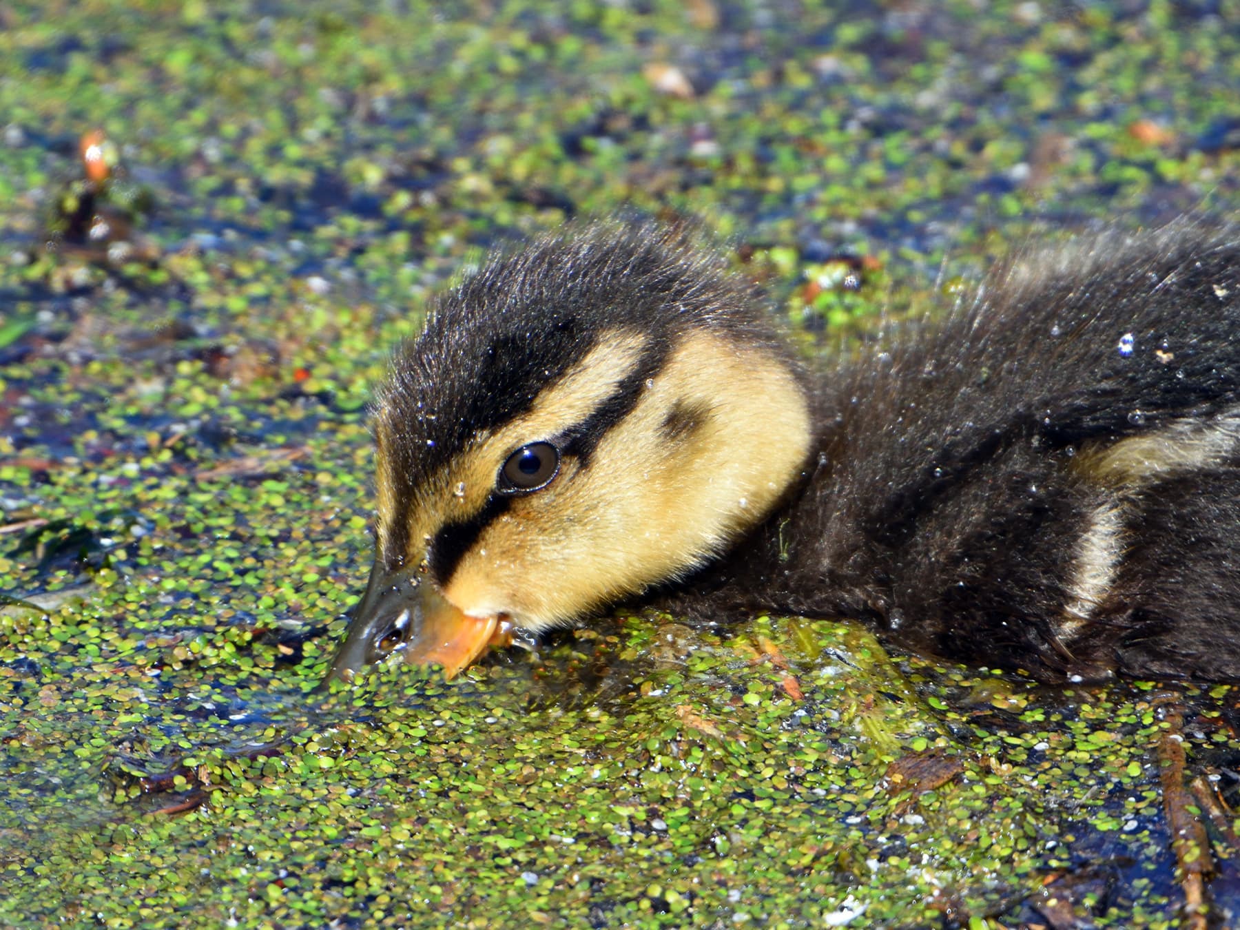 Duckling feeding on plants on the waters surface