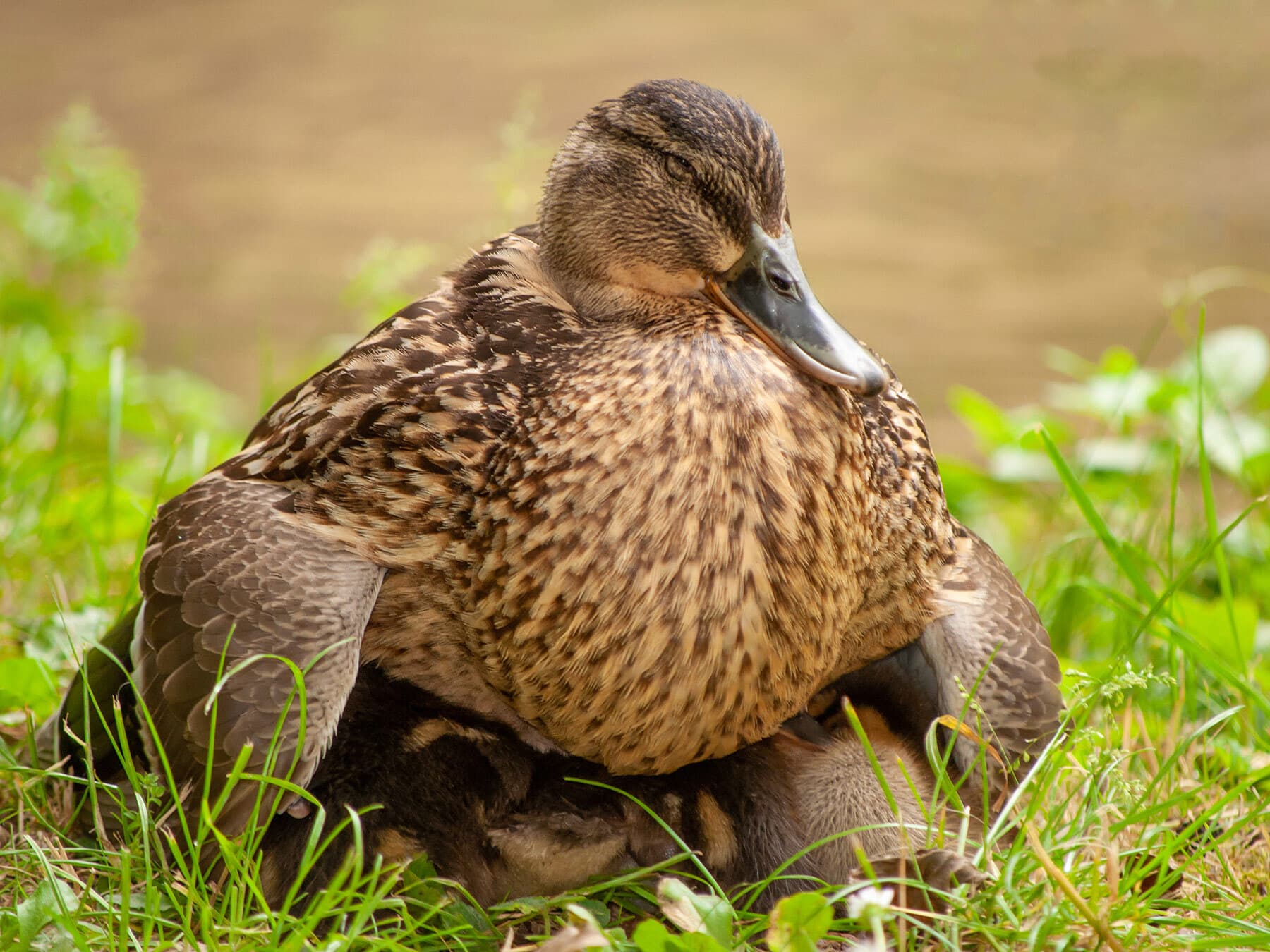 Ducklings sleeping