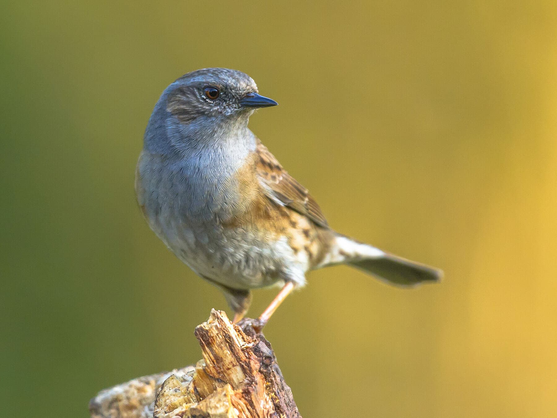 A Dunnock: grey head and breast, a thin dark bill and streaked brown flanks