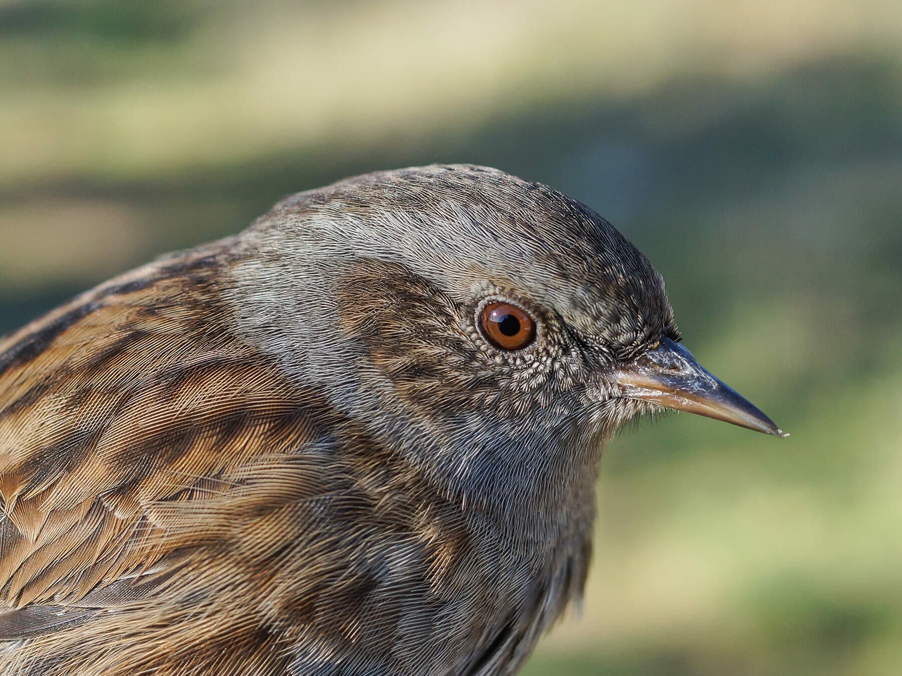 Portrait of a Dunnock