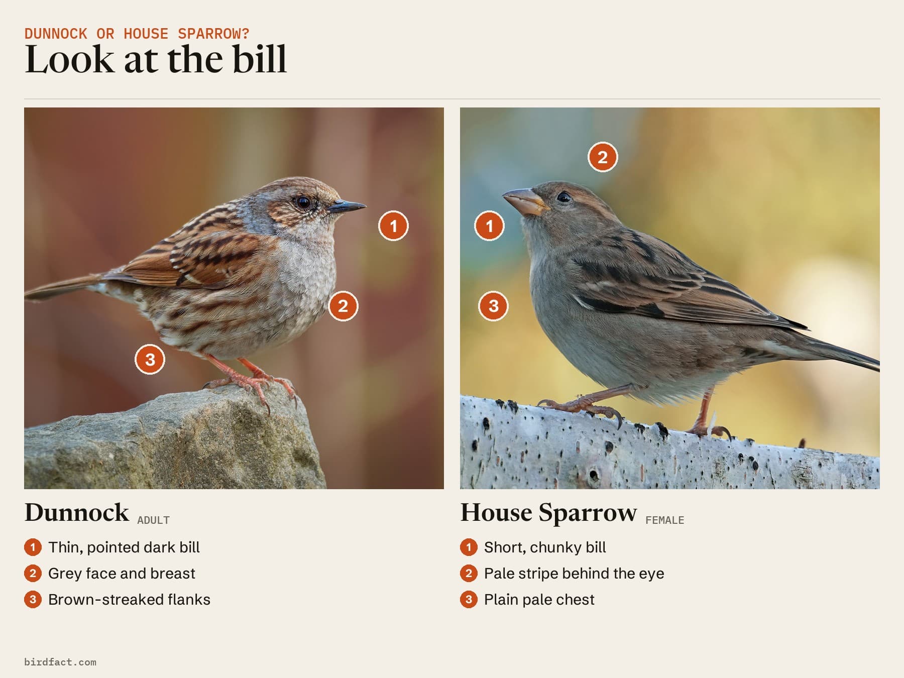 Comparison card, photos of a Dunnock on the left and a female House Sparrow on the right, headed 'Look at the bill'. Dunnock: thin, pointed dark bill; grey face and breast; brown-streaked flanks. Female House Sparrow: short, chunky bill; pale stripe behind the eye; plain pale chest.
