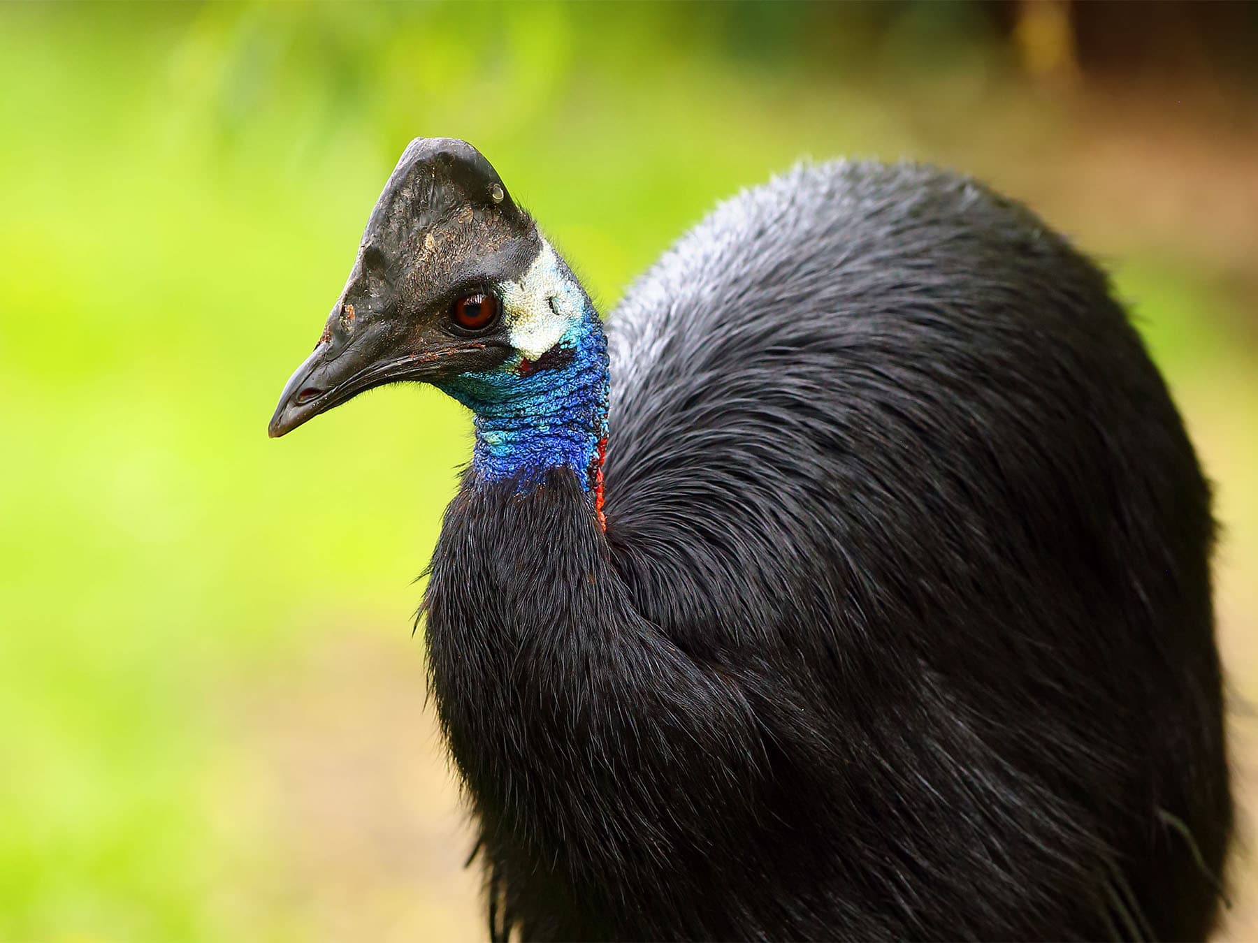 Cassowaries & Emus