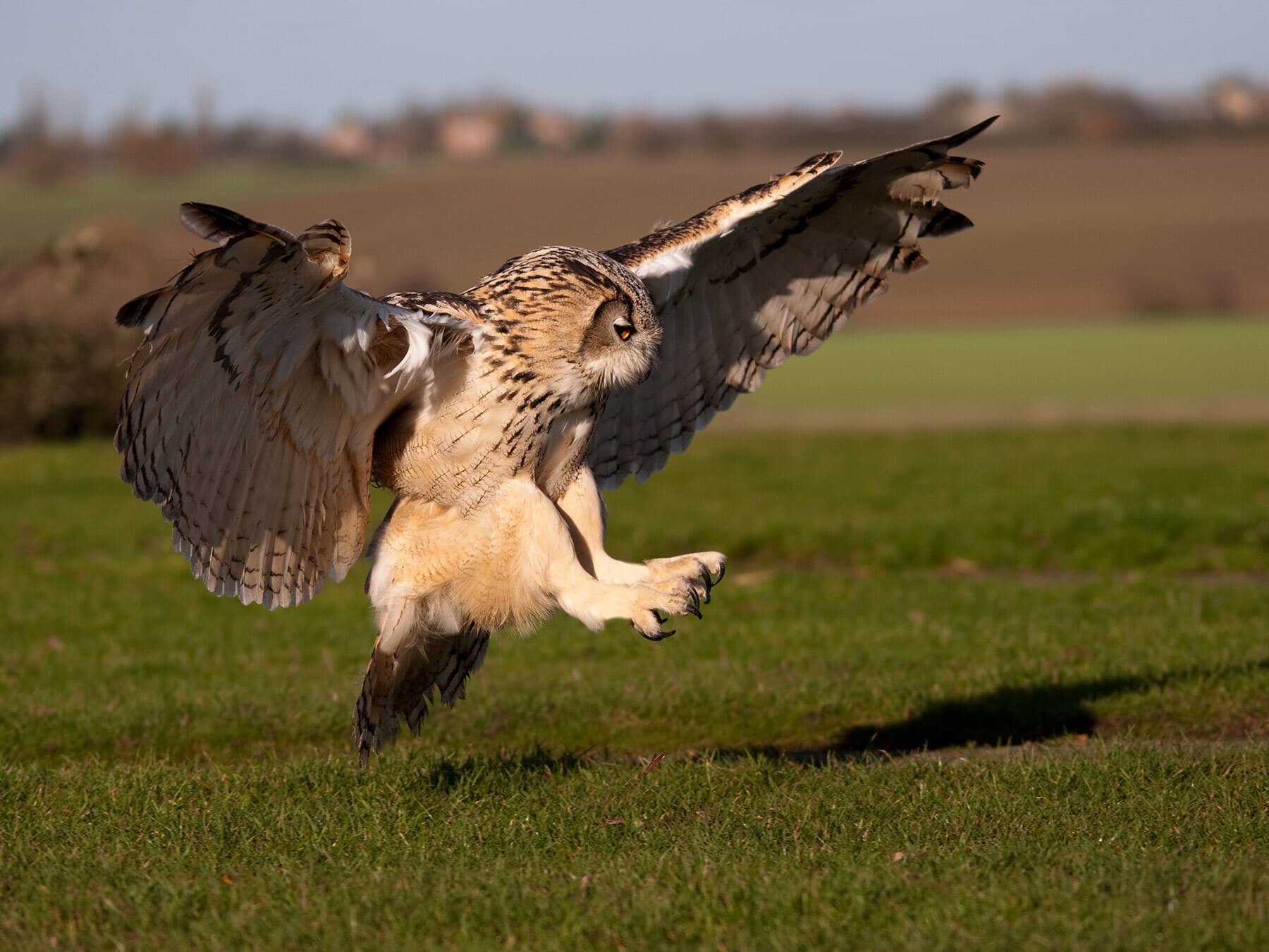 Eagle owl pouncing on prey