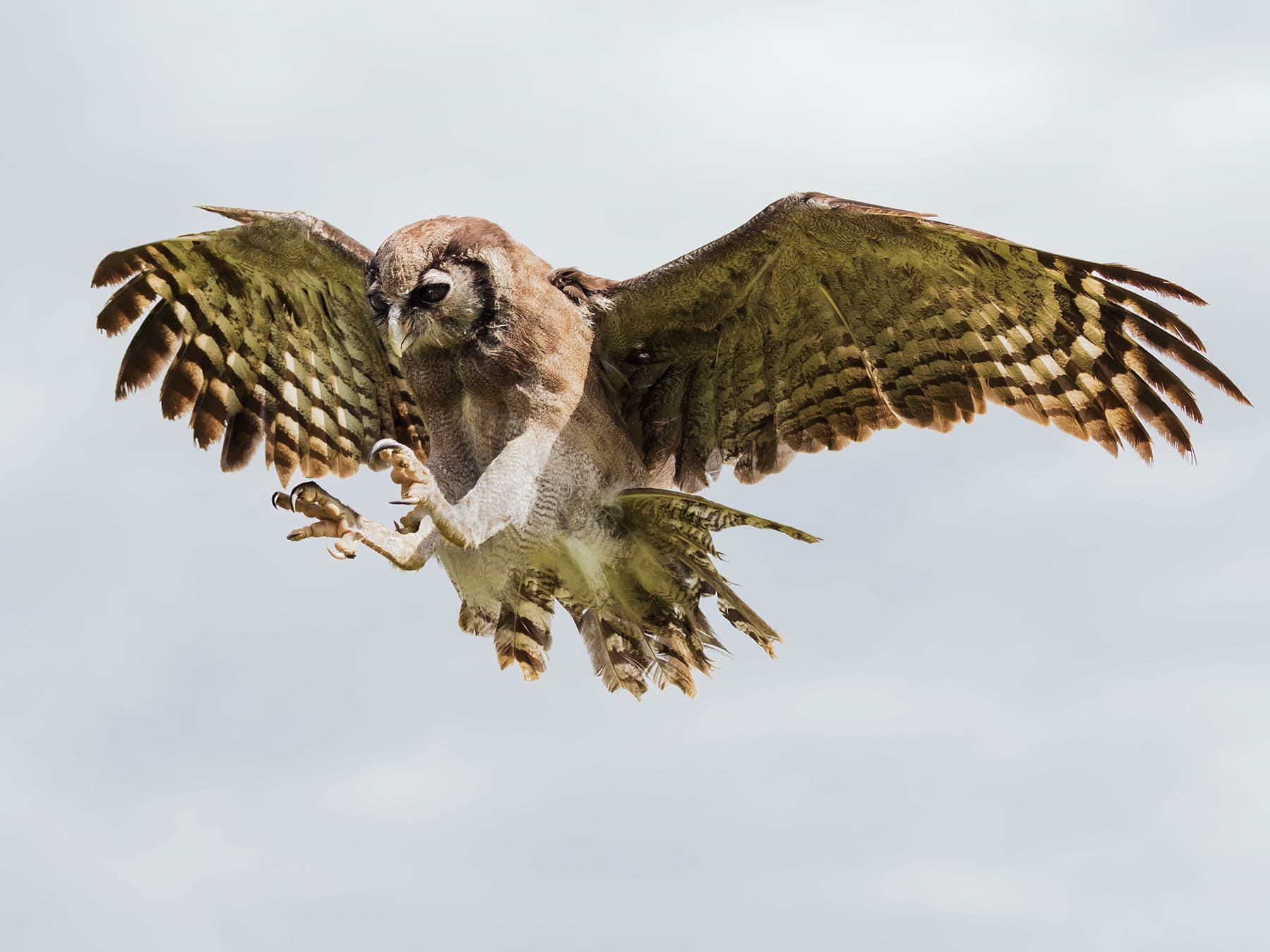 Eagle owl talons