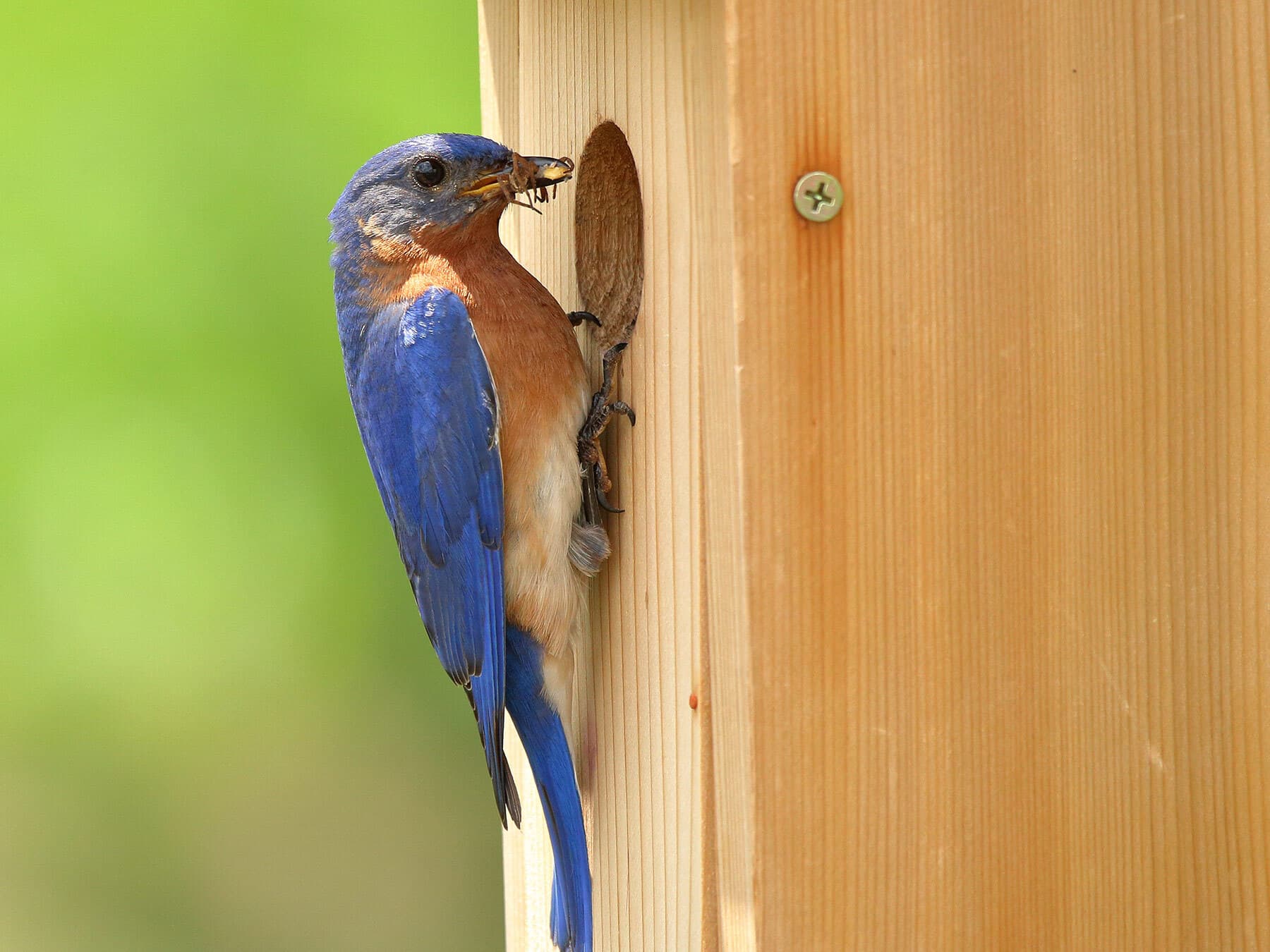 Eastern bluebird chicks spider