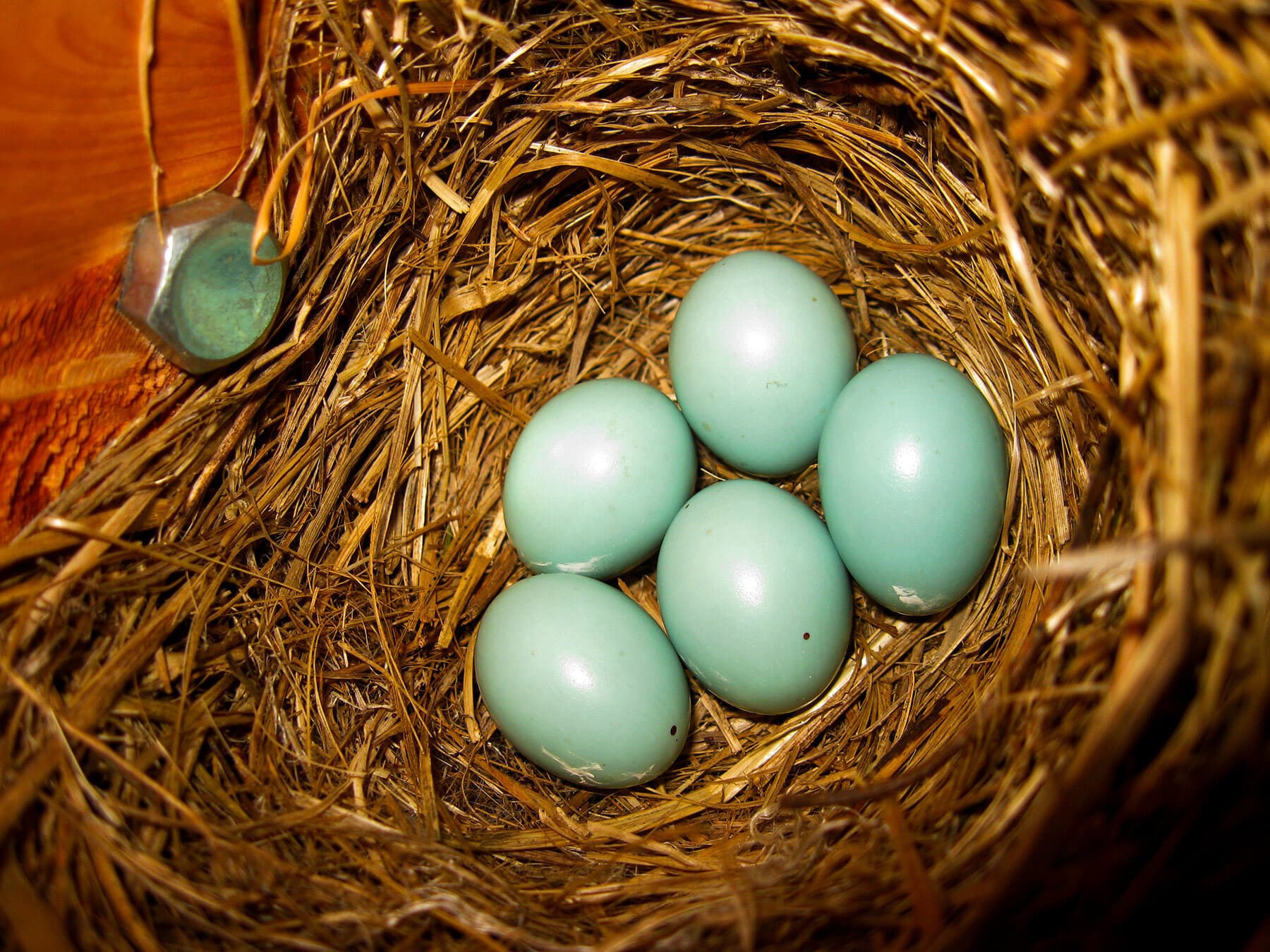 Pale blue Eastern Bluebird eggs in a nest of grass inside a nest box