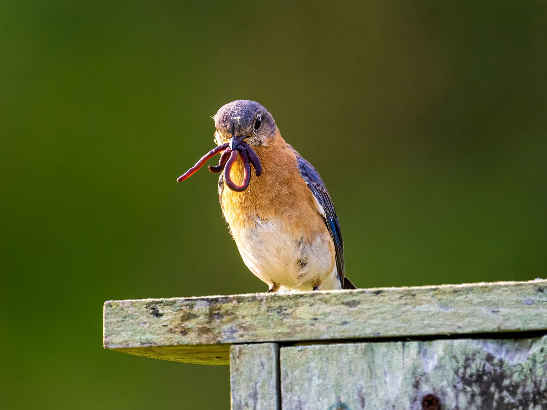 Eastern bluebird worm