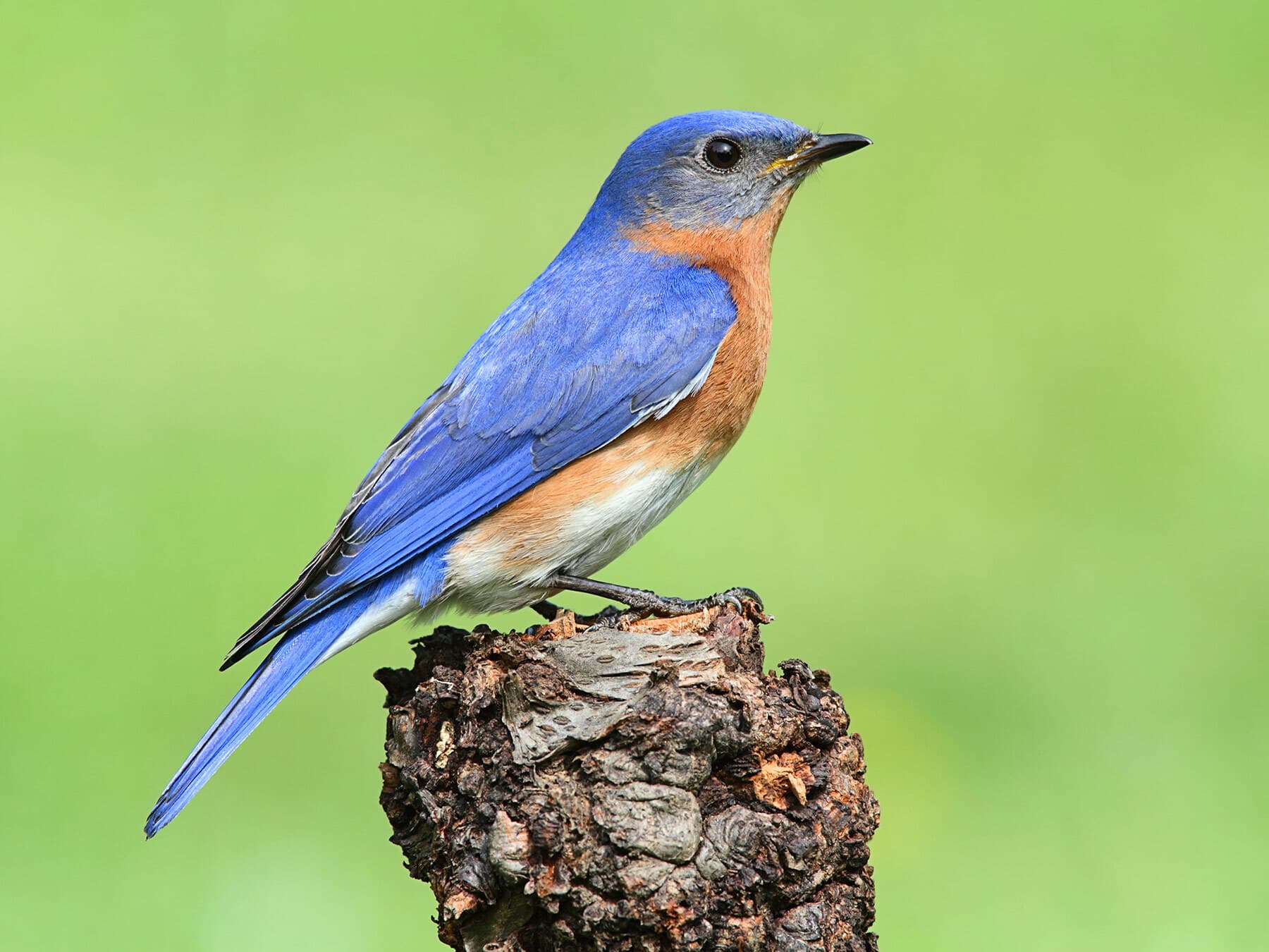 Eastern Bluebird (male)