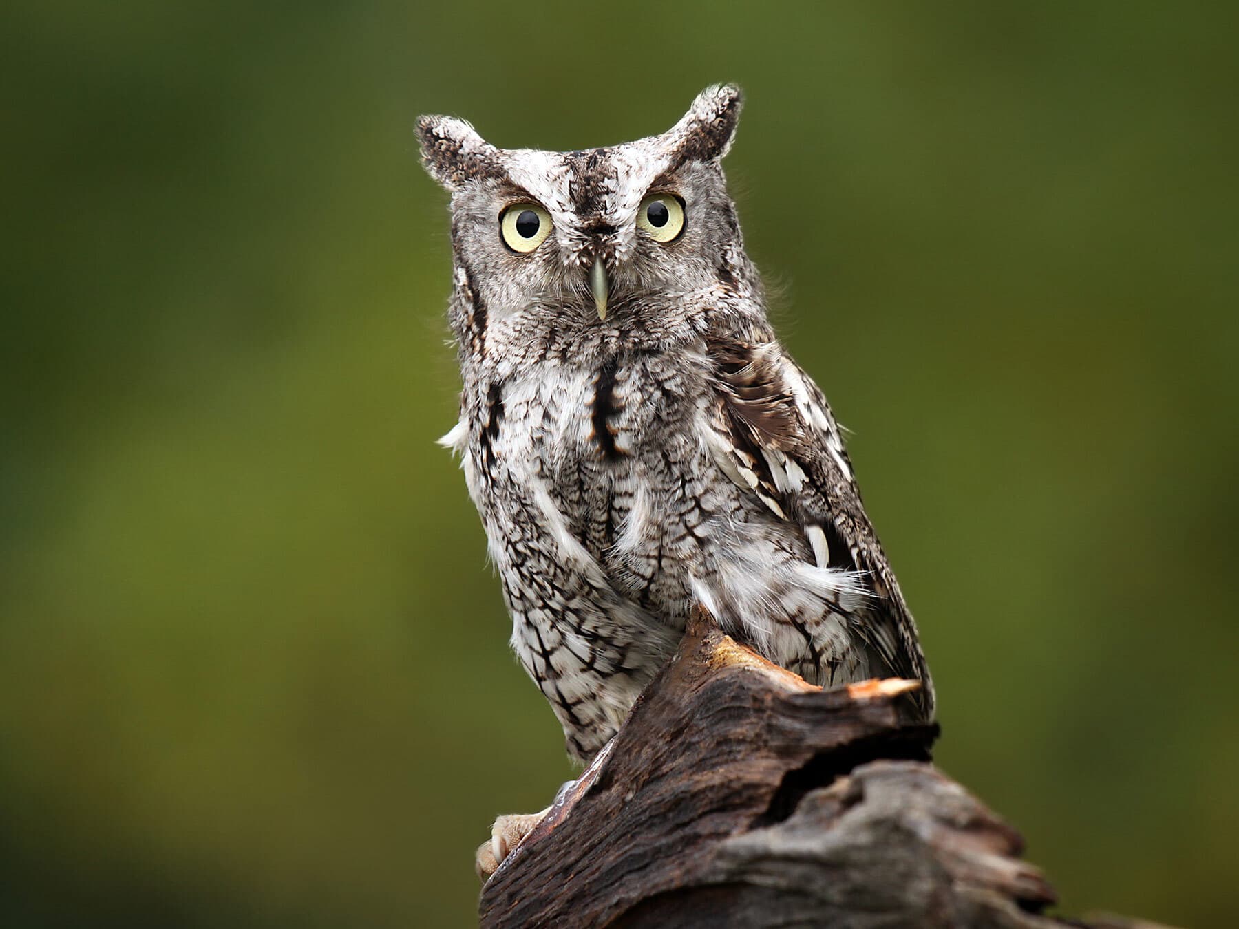 Eastern screech owl