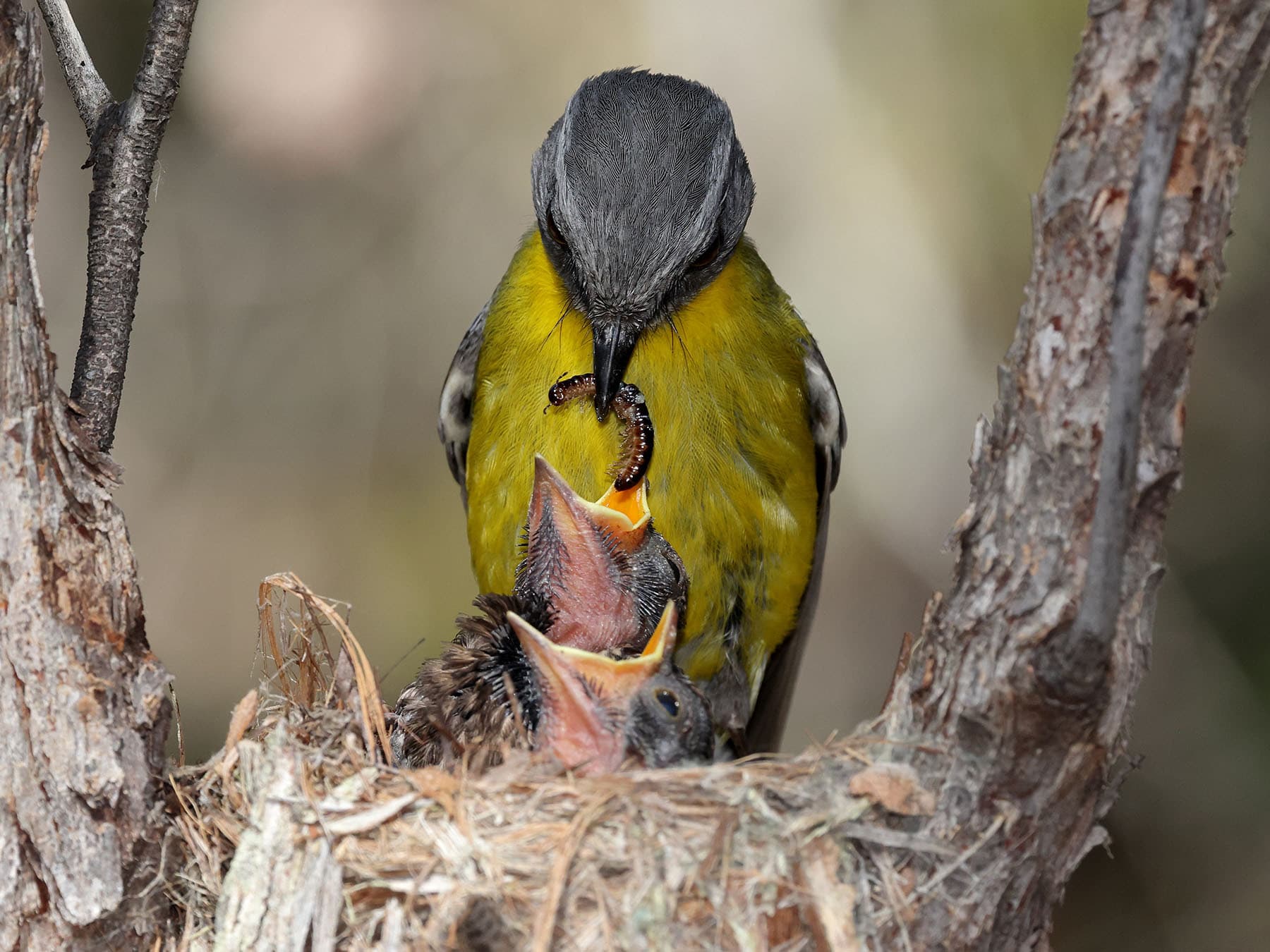 Eastern Yellow Robin at nest feeding young