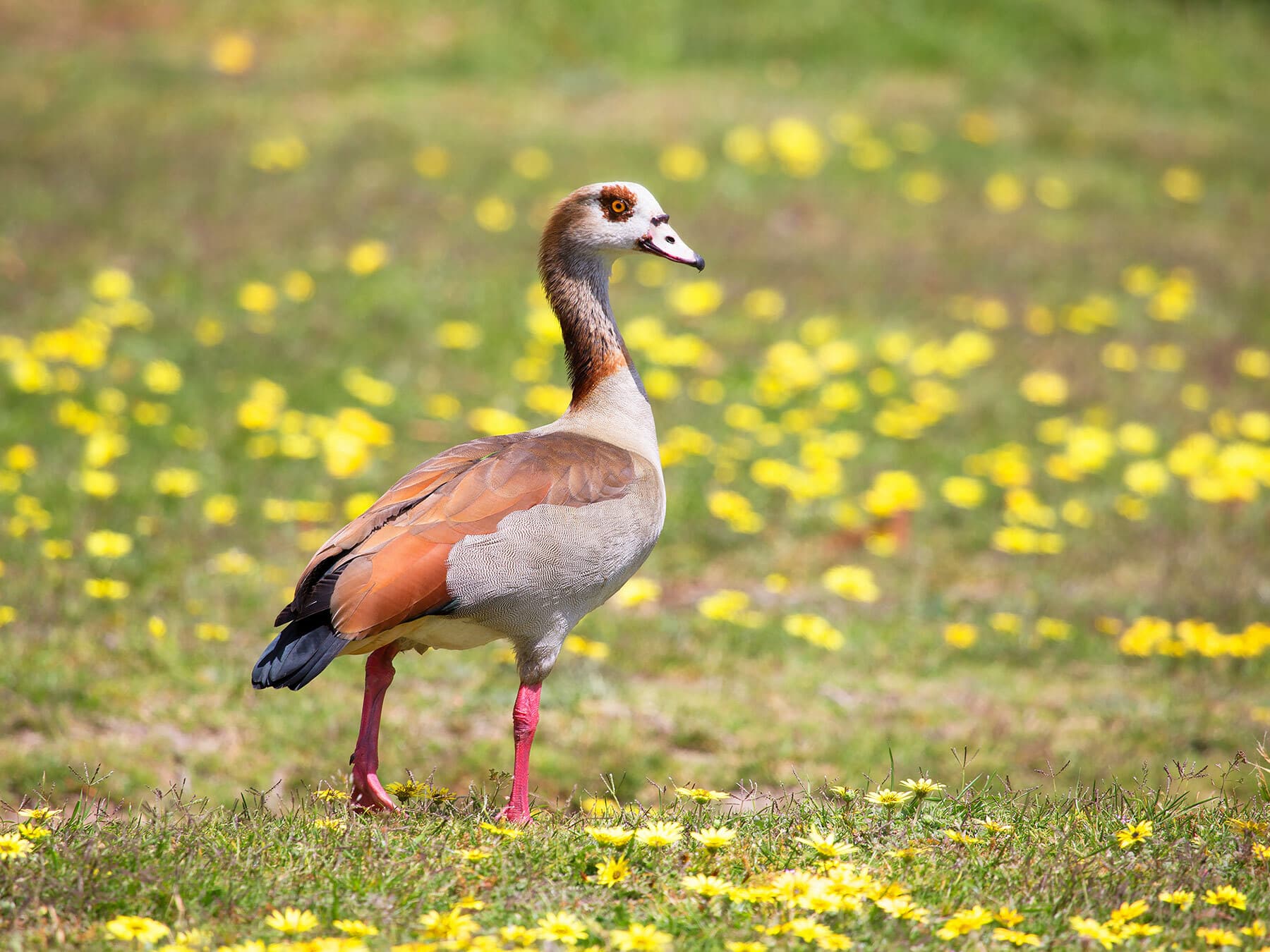 Egyptian Goose