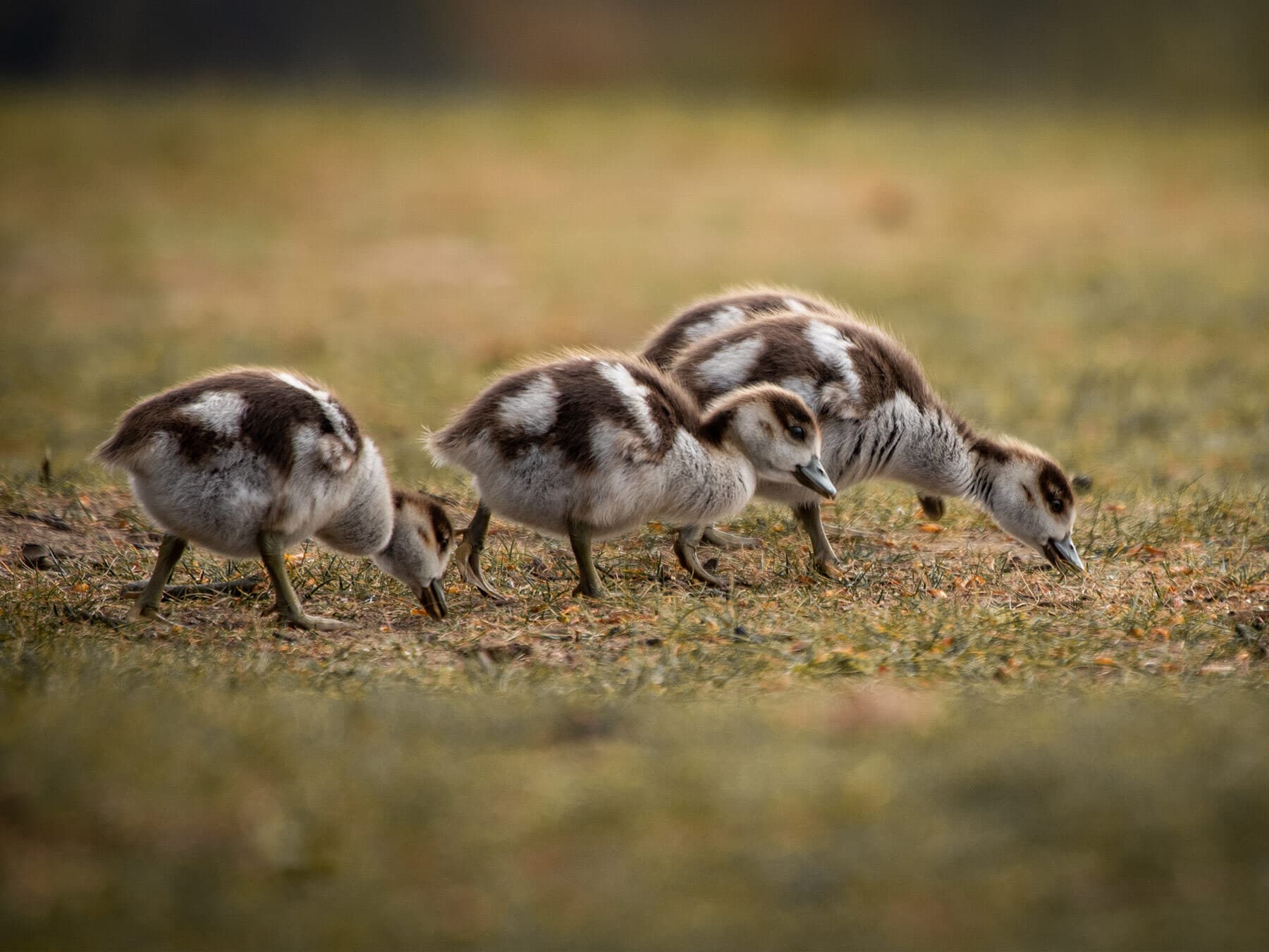 Egyptian goslings feeding on grass
