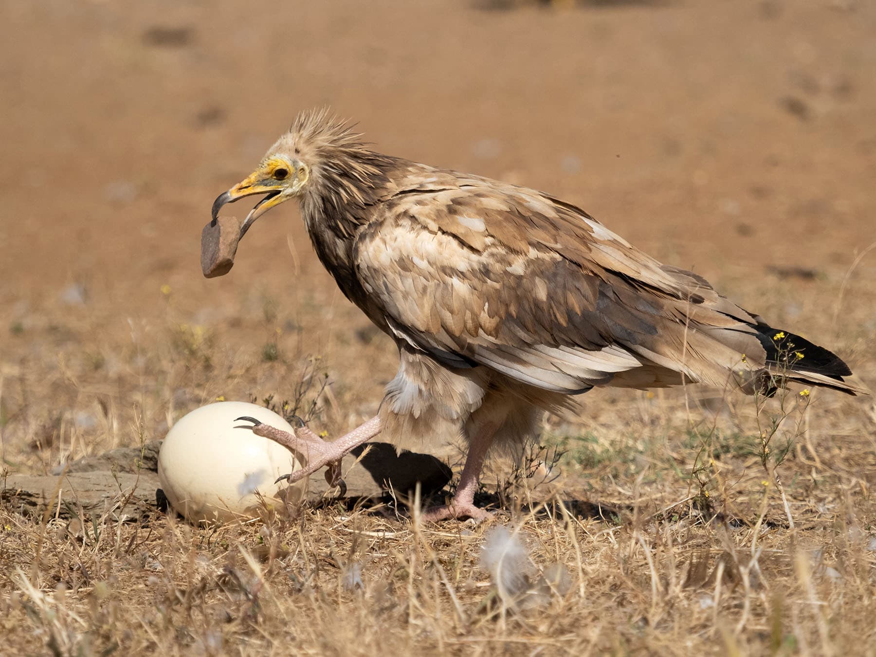 Egyptian vulture using stone to crack egg