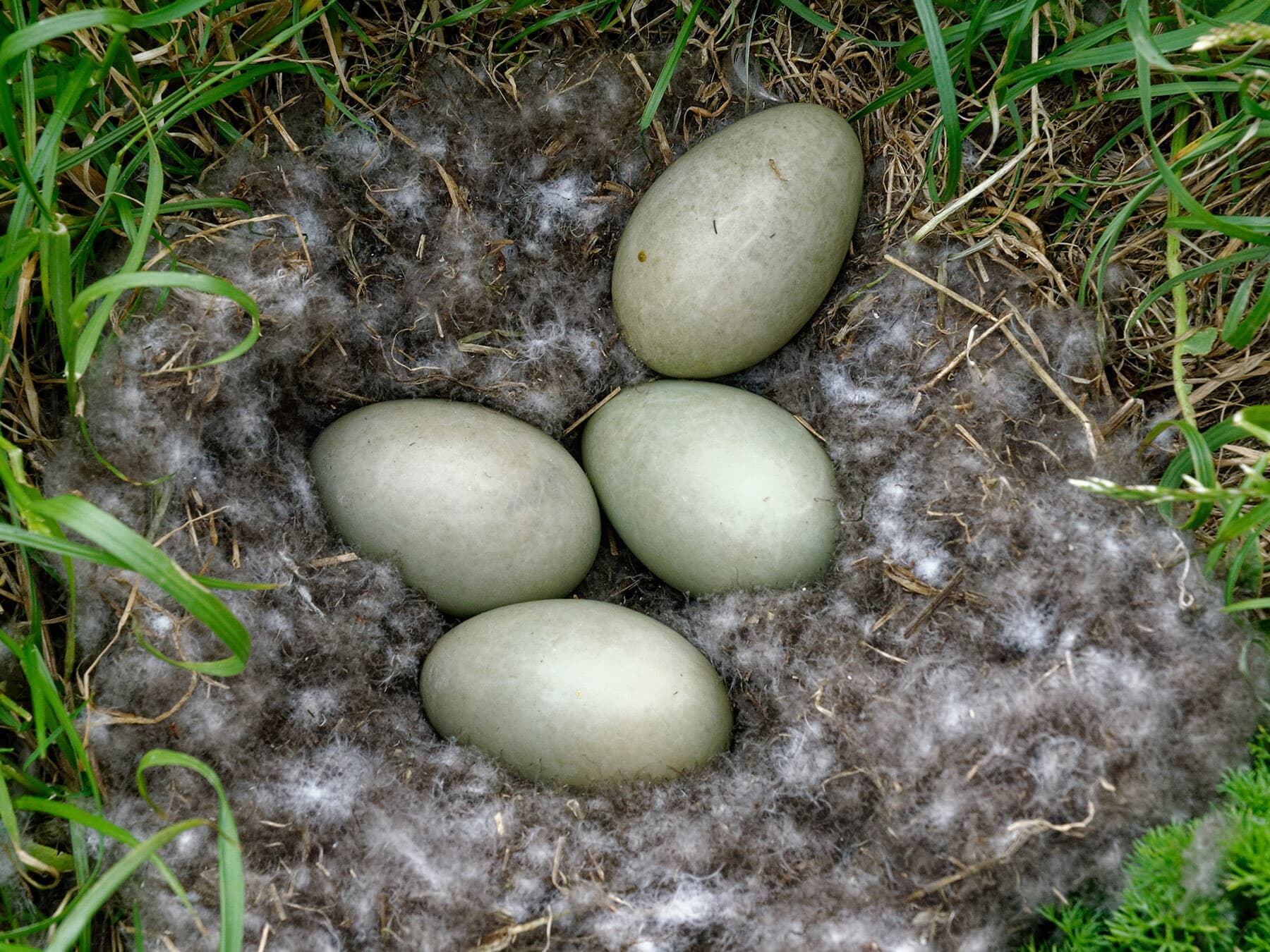 Eider duck eggs in nest