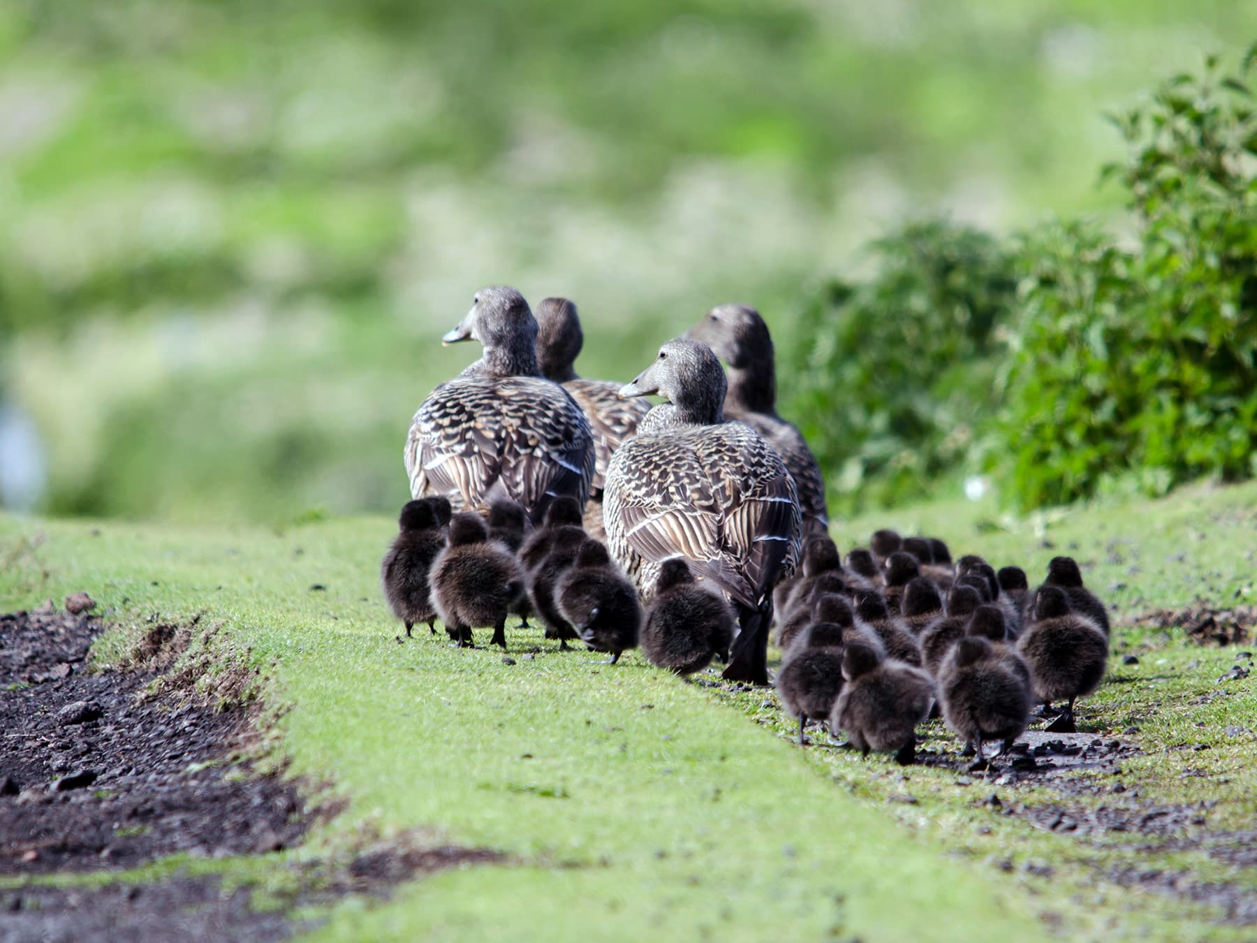 Eider ducks with their broods