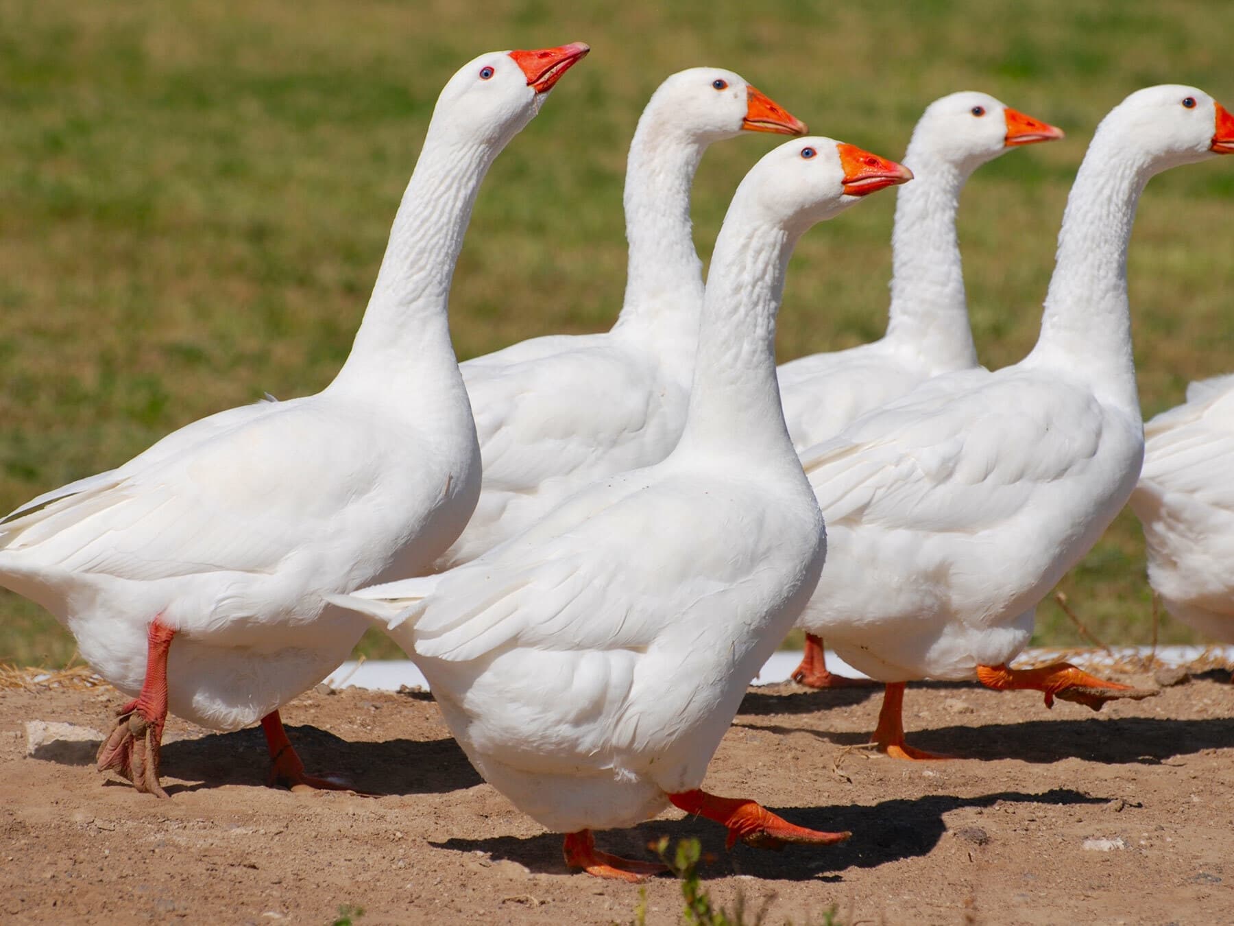 Embden geese