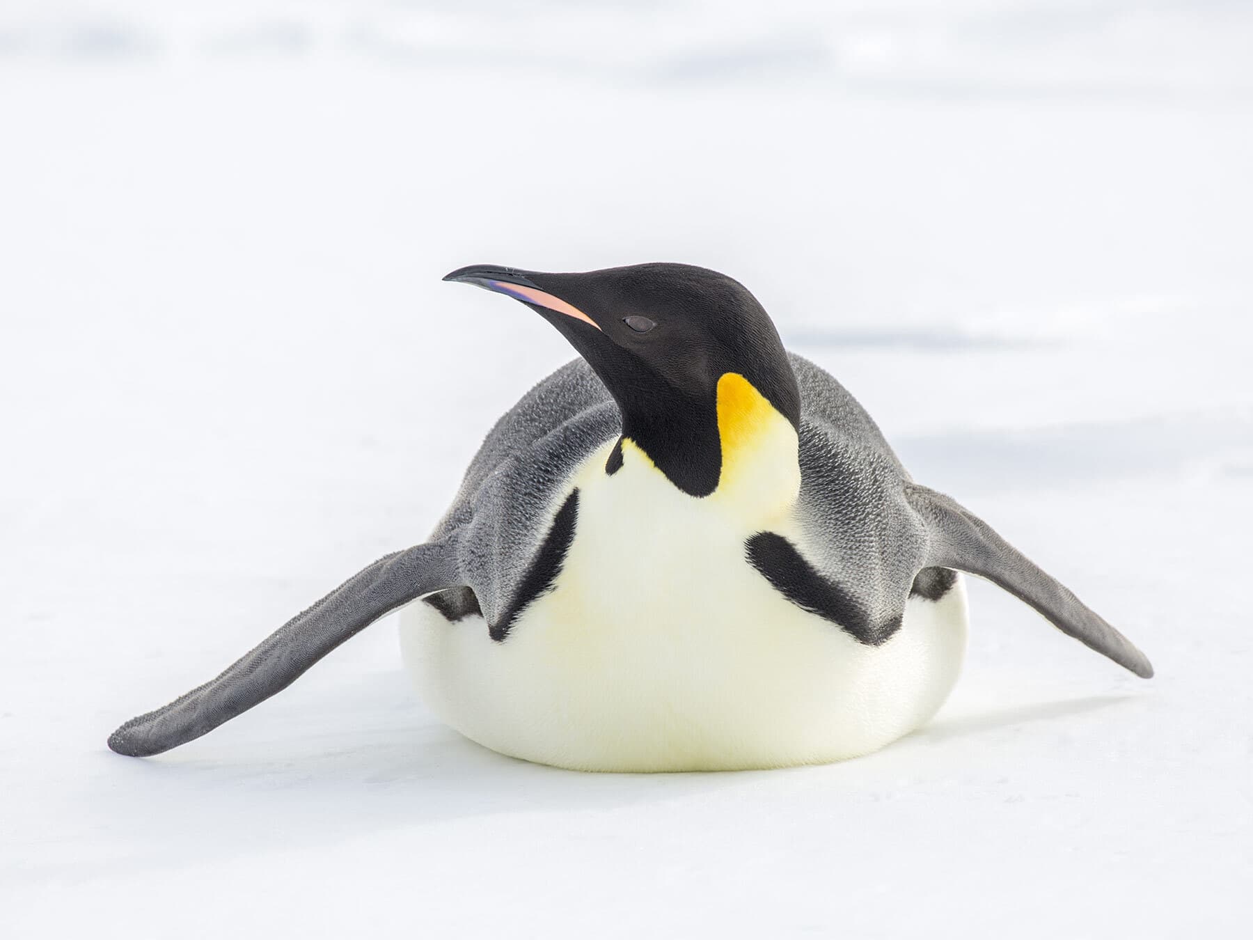 Emperor penguin sledgling