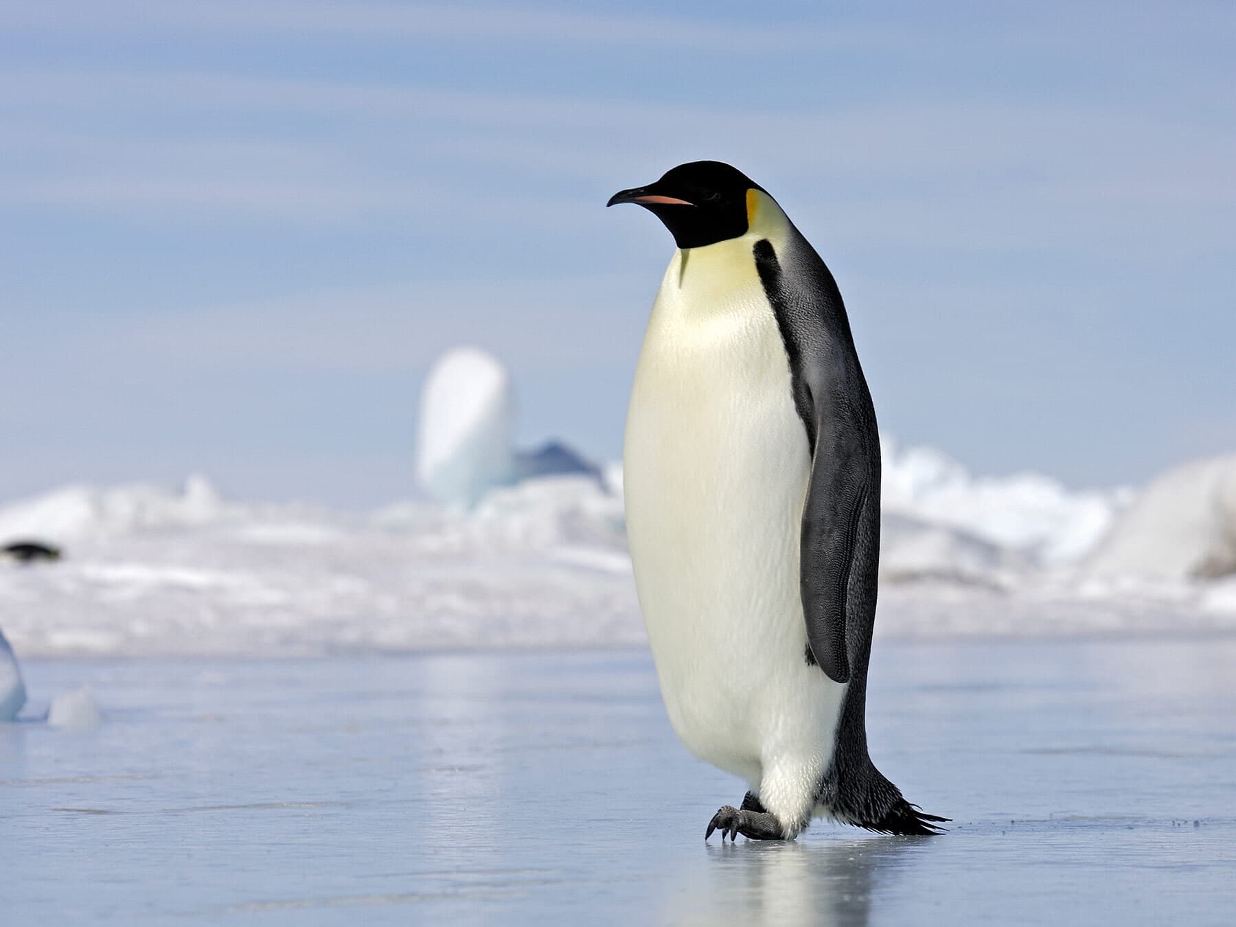 Emperor penguin
