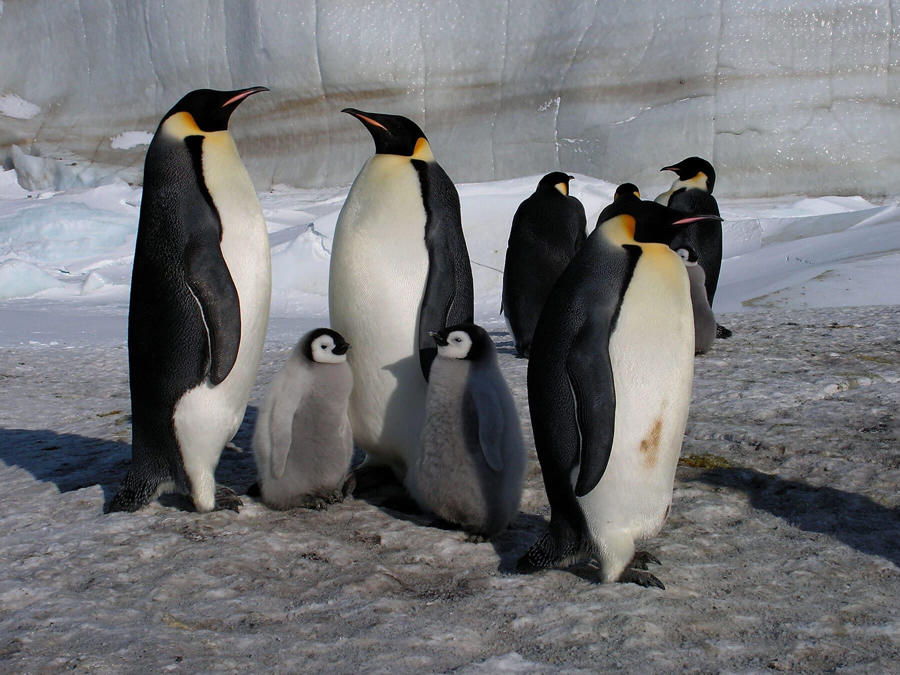Emperor penguins with chicks
