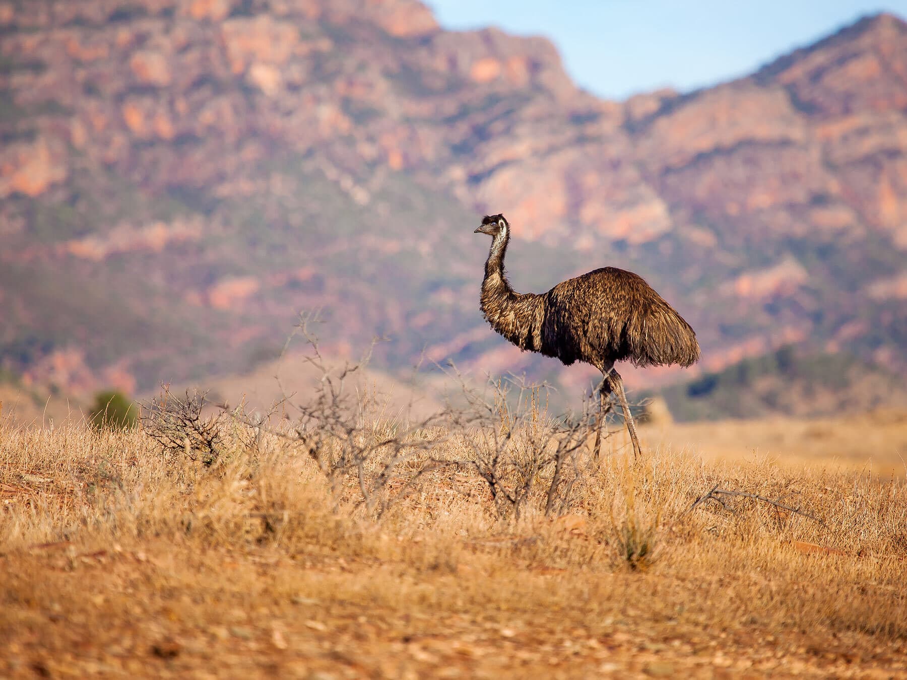 Emu australia