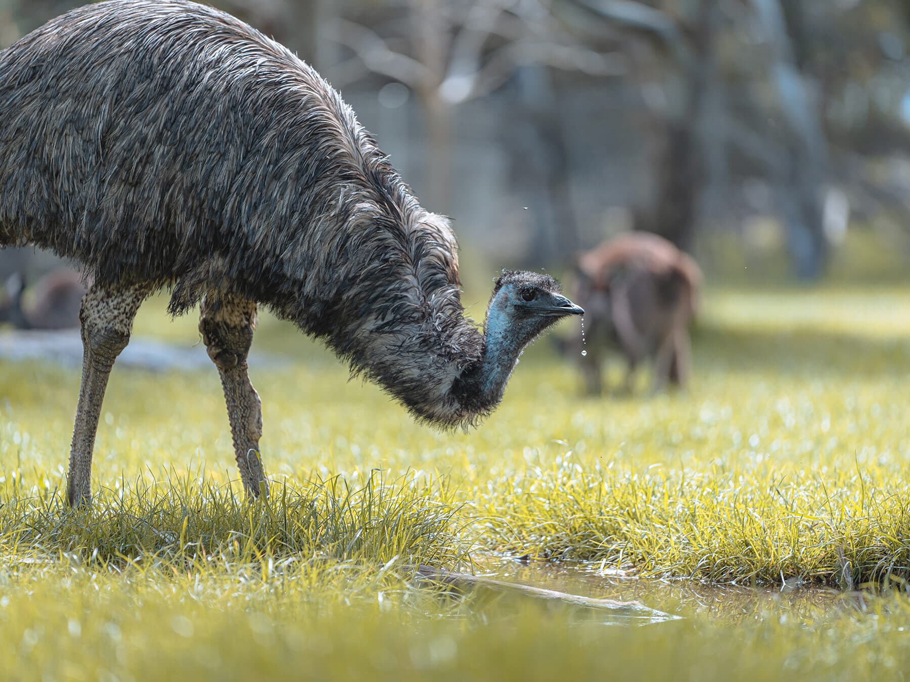 Emu drinking