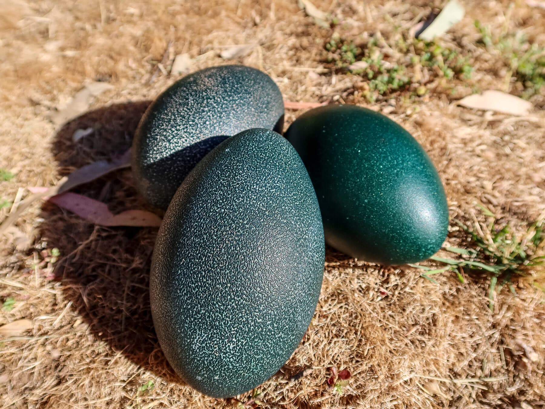 Emu eggs