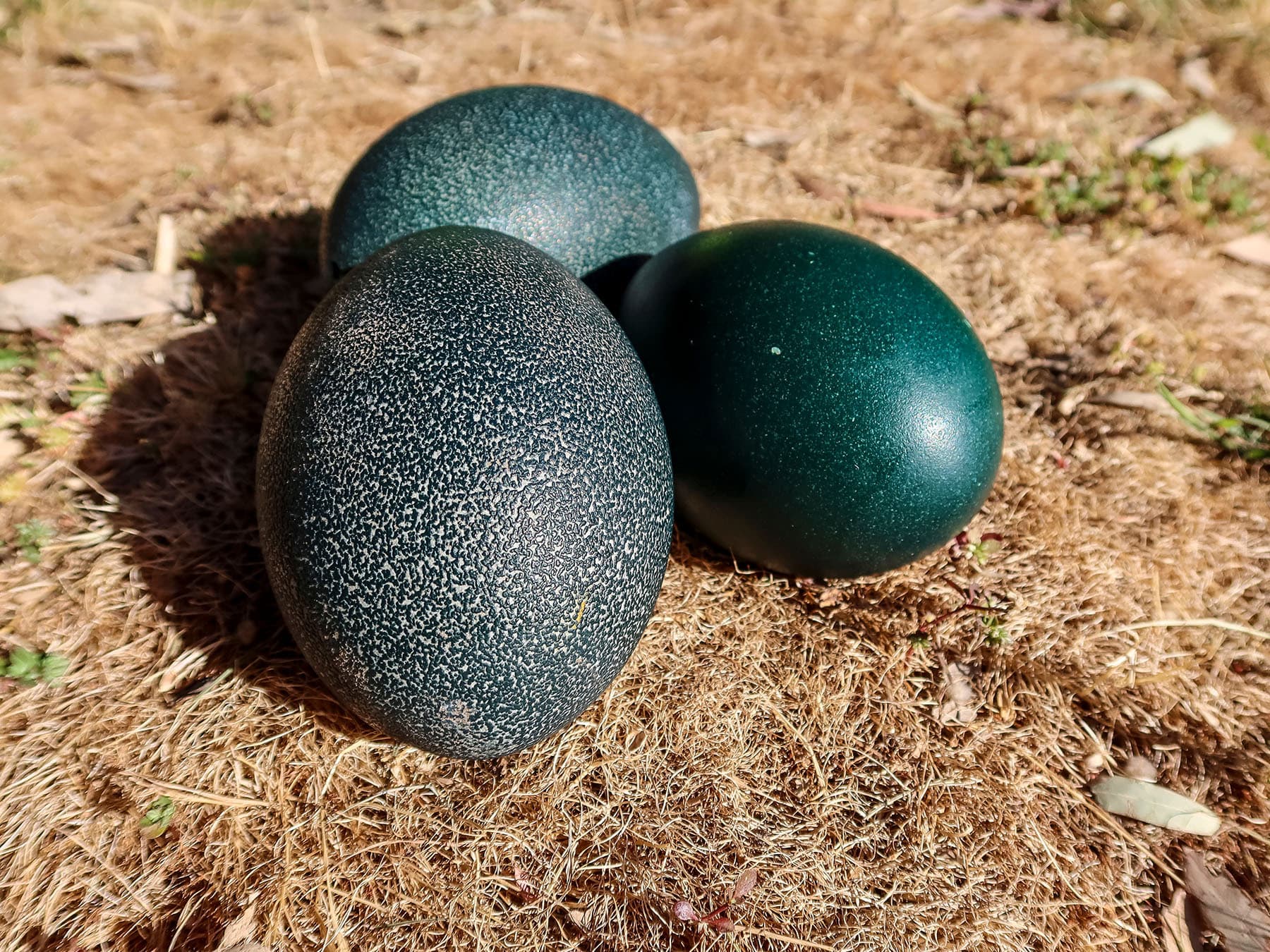 Emu eggs