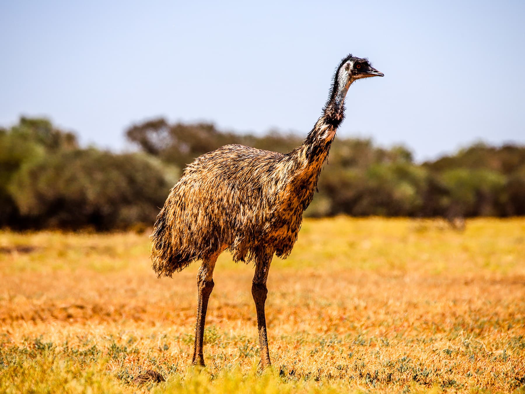 Emu in outback