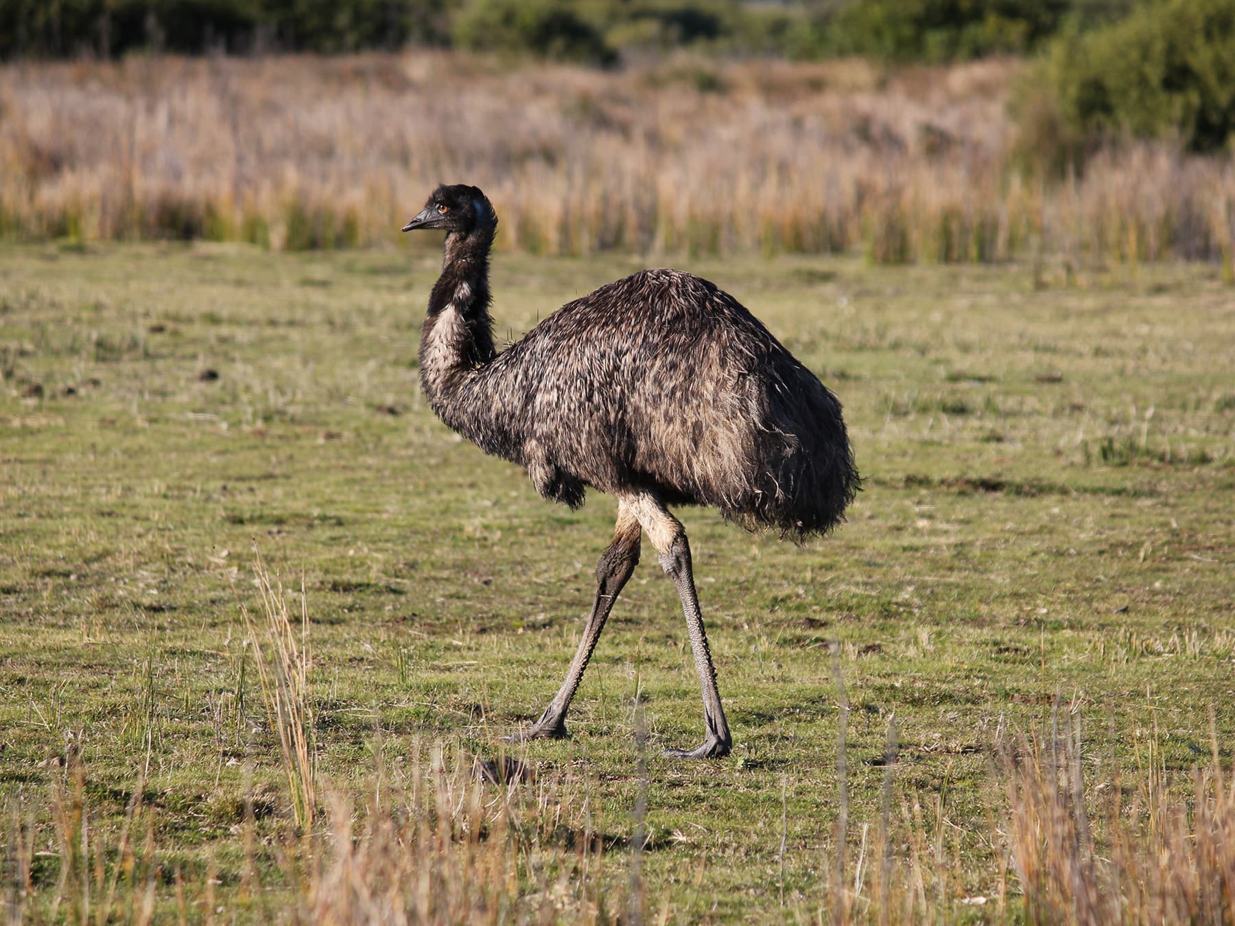 Emu in the wild
