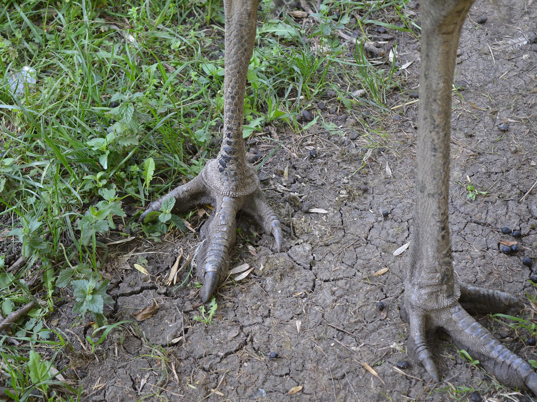 Emu legs and claws