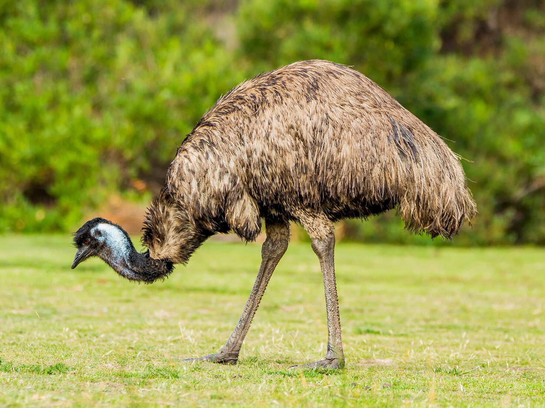 Emu searching for food