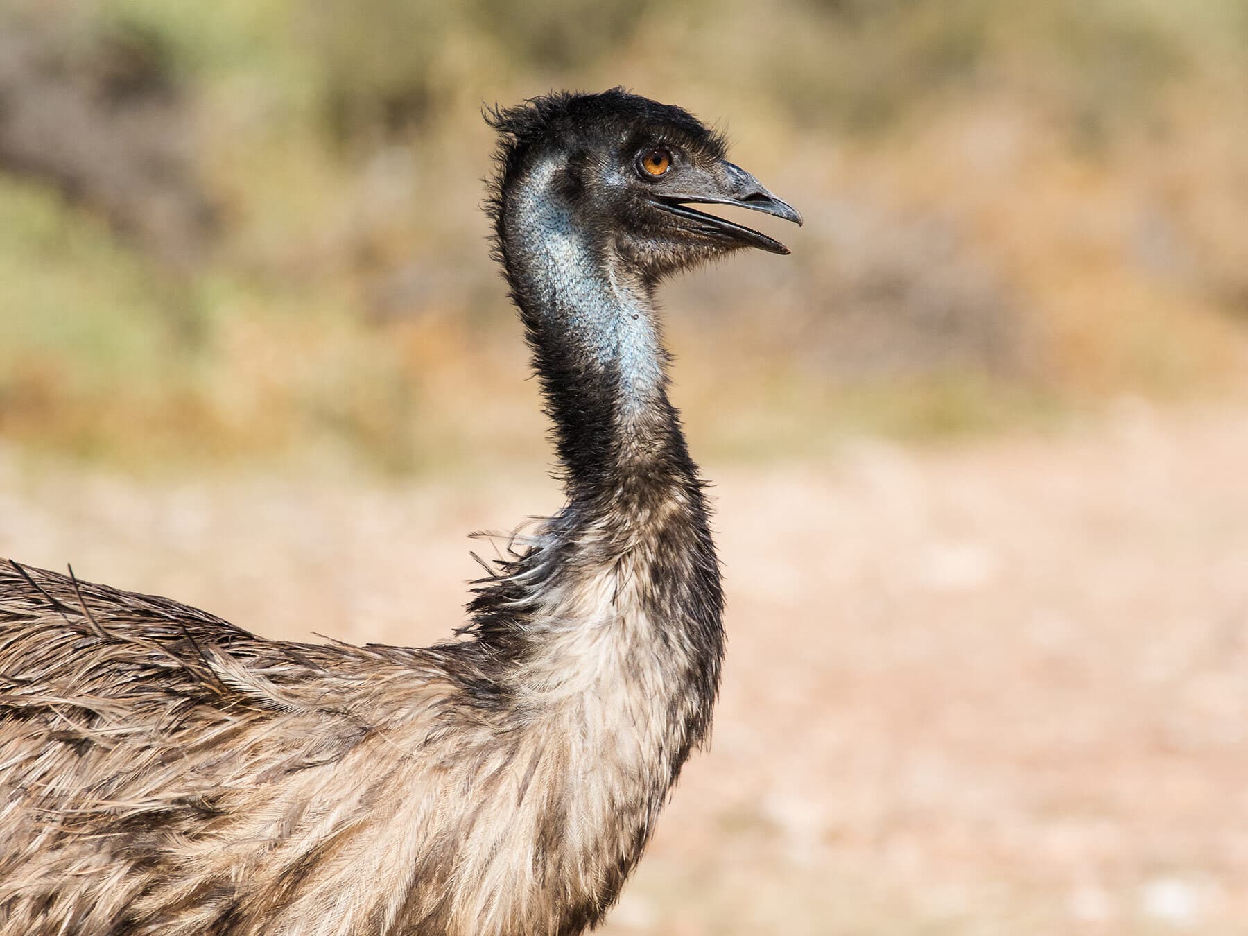 Emu side profile