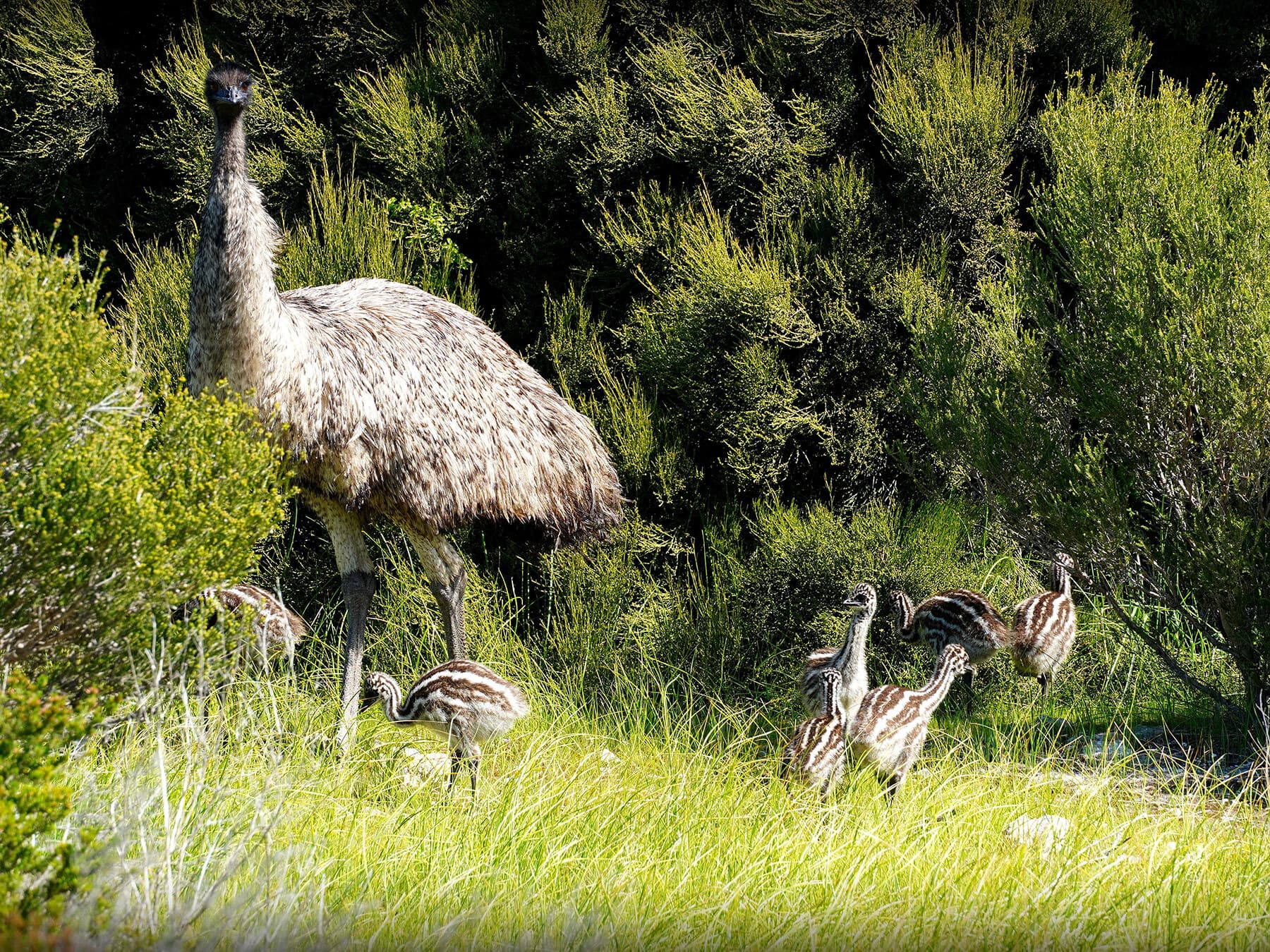 Emu with chicks