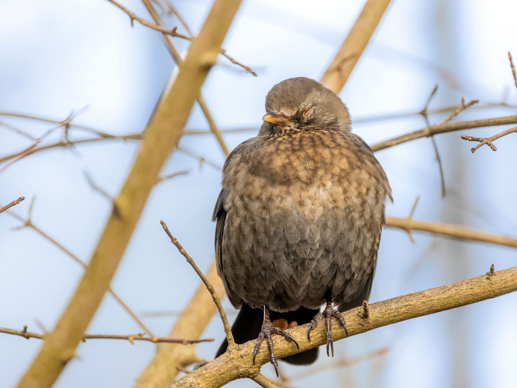 Endocrine and Hormonal Regulation