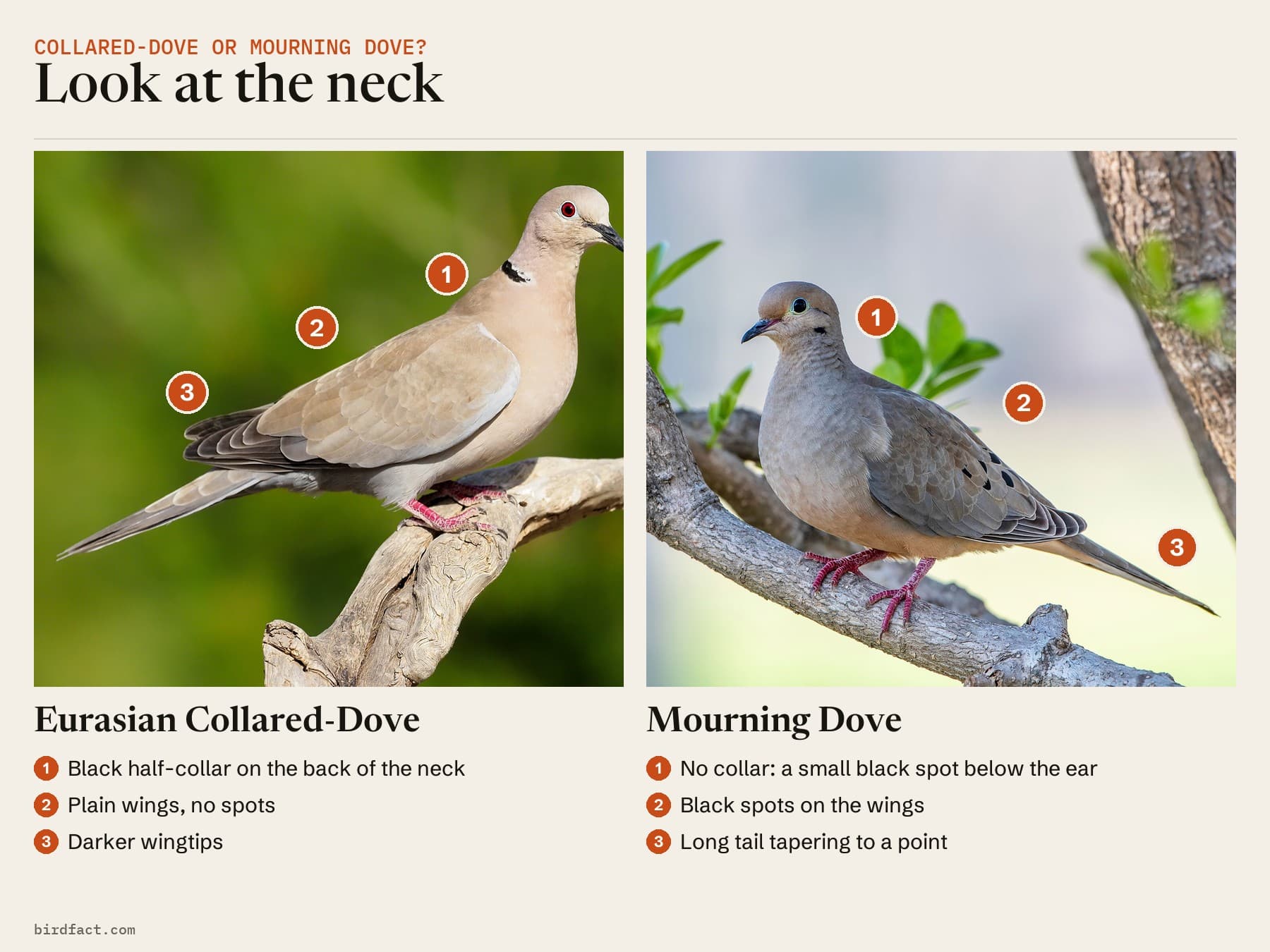 Comparison card, a perched Eurasian Collared-Dove on the left and a perched Mourning Dove on the right, headed 'Look at the neck'. Eurasian Collared-Dove: black half-collar on the back of the neck; plain wings with no spots; darker wingtips. Mourning Dove: no collar, a small black spot below the ear; black spots on the wings; long tail tapering to a point.
