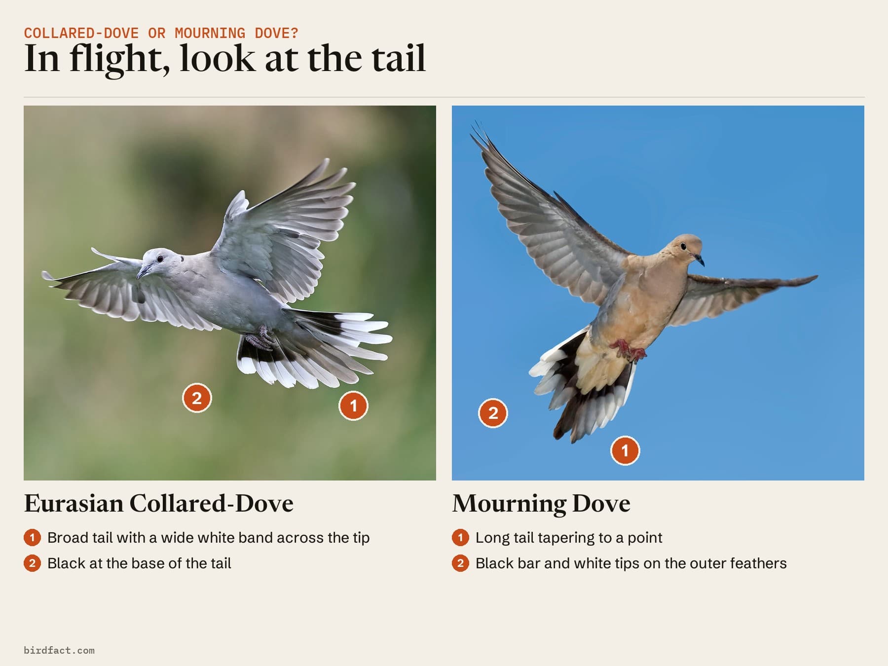 Seen from below in flight: the Eurasian Collared-Dove's broad tail, black at the base with a wide white band across the tip, and the Mourning Dove's long tail tapering to a point, its outer feathers barred black and tipped white.