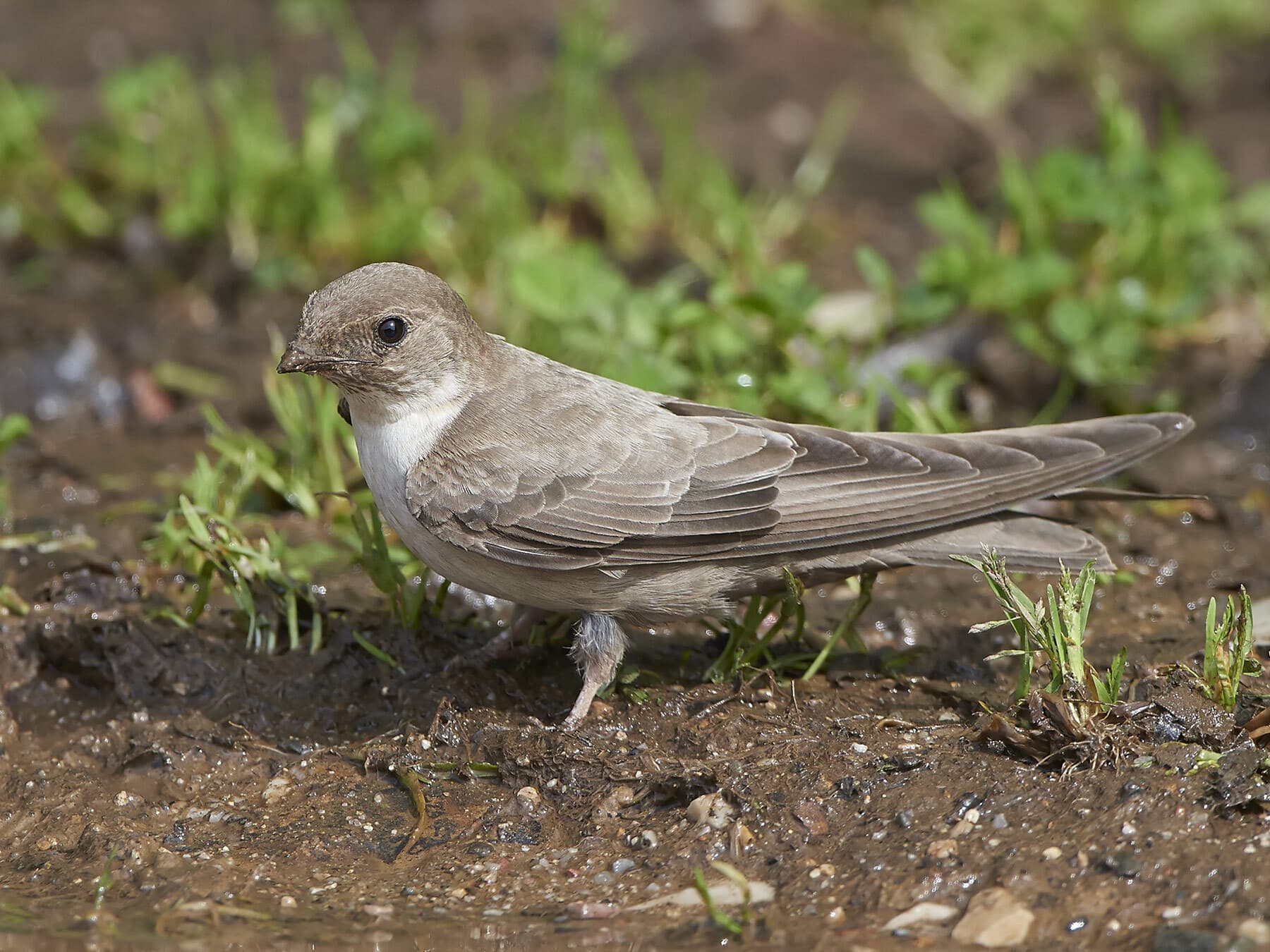 Eurasian Crag Martin standing on the ground in the mud