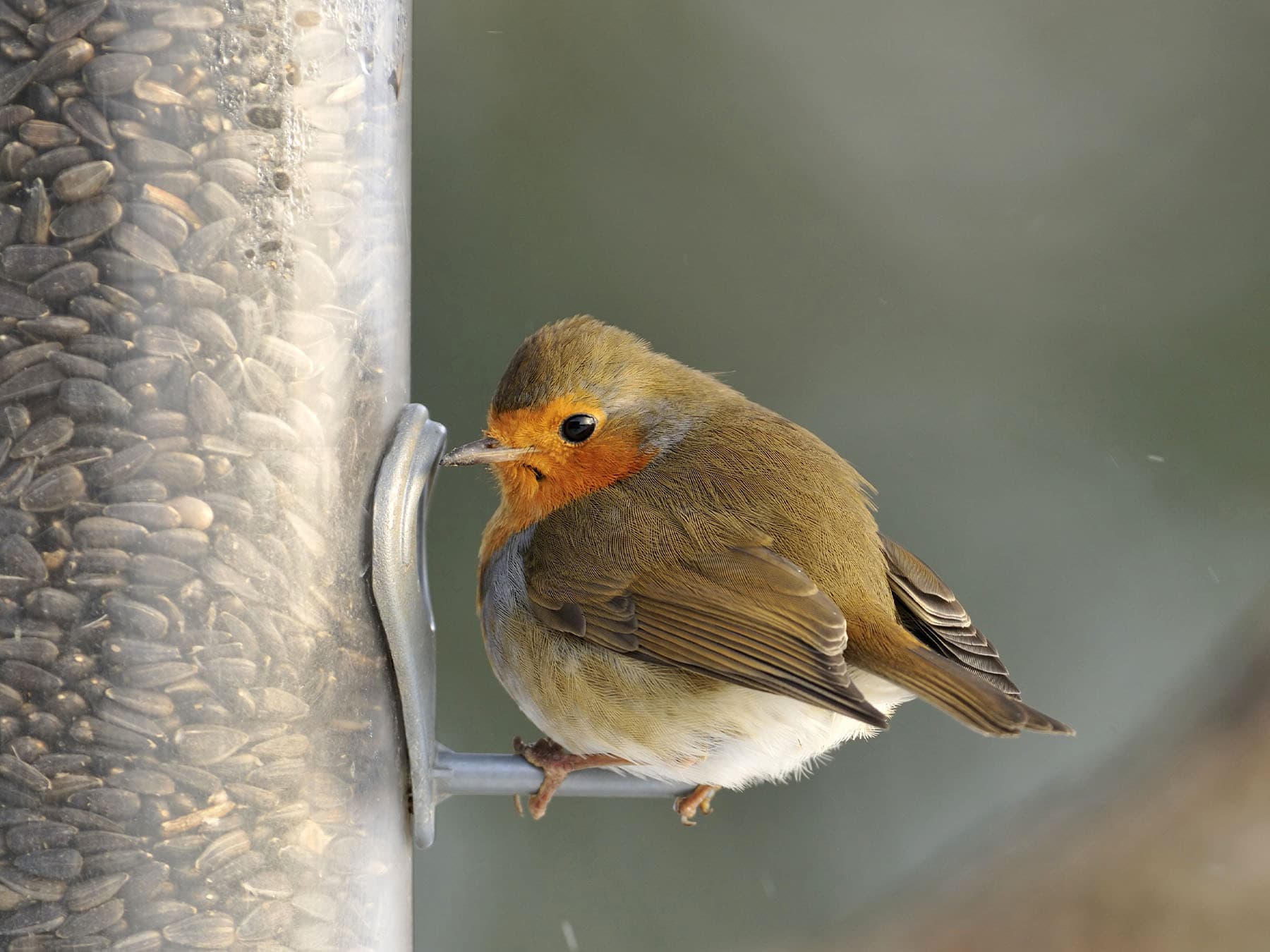 Eurasian robin feeding on seeds