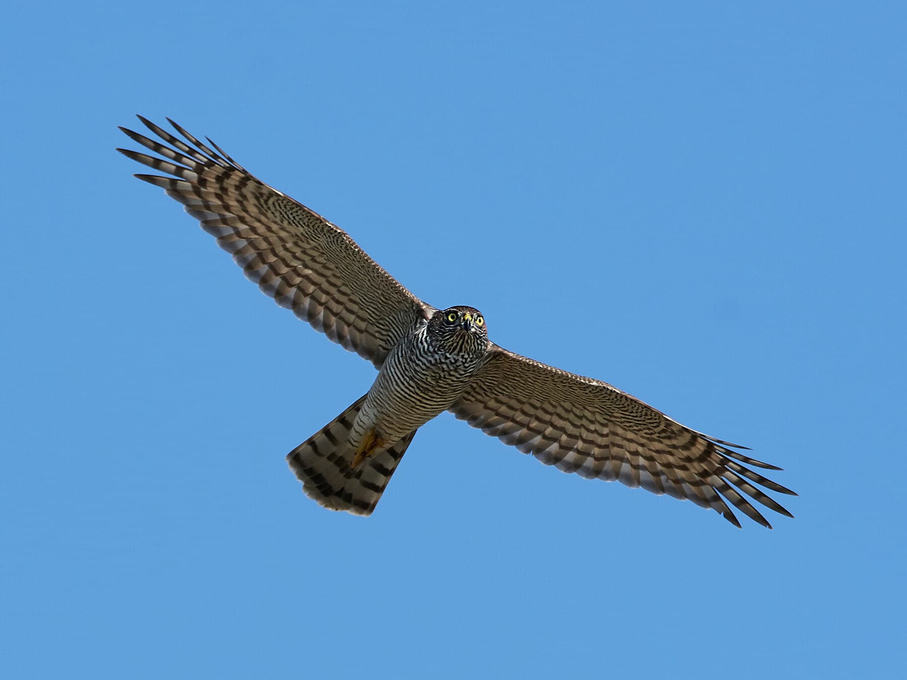 Eurasian sparrowhawk in flight
